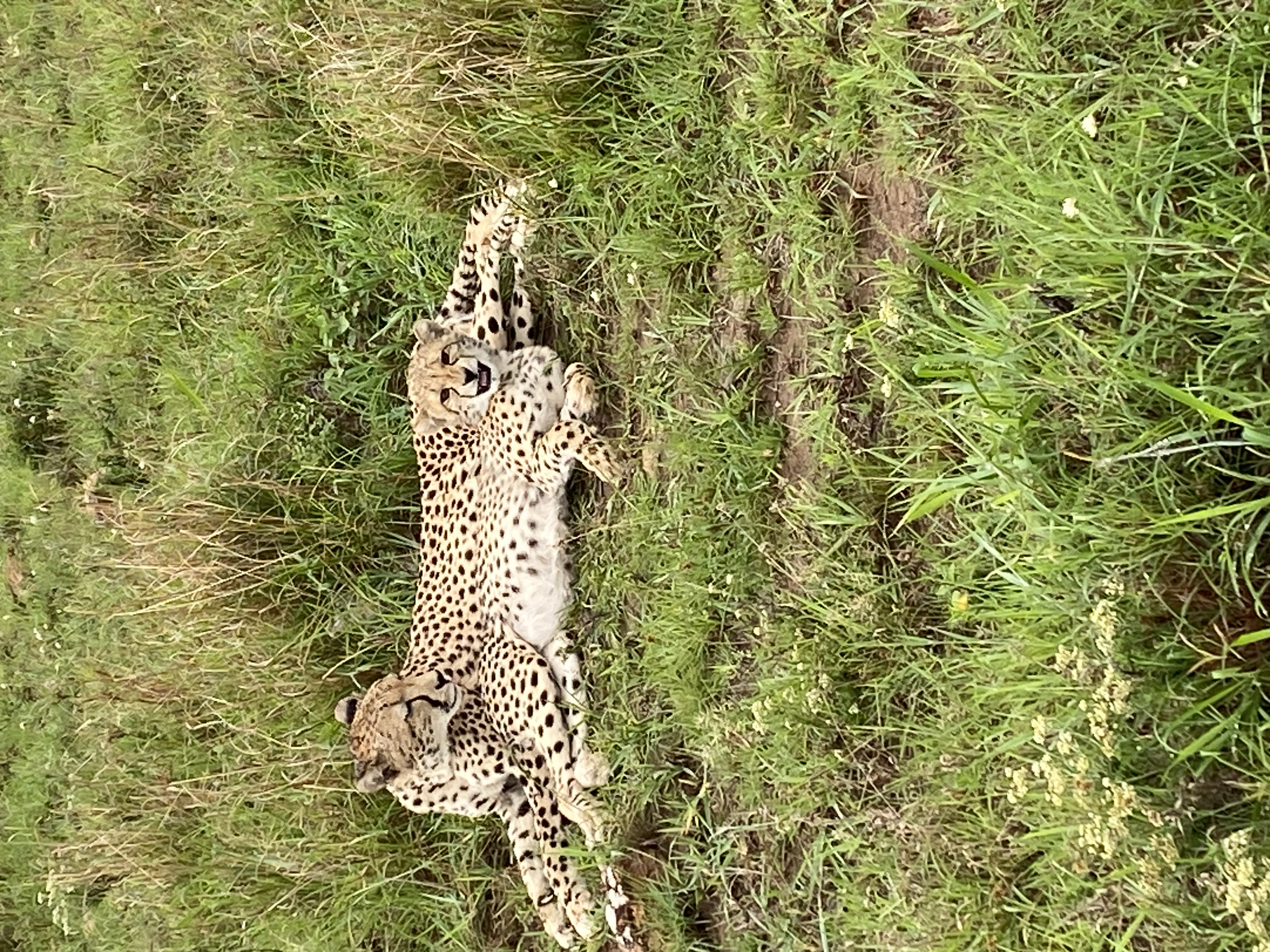 Cheetah and cub observing