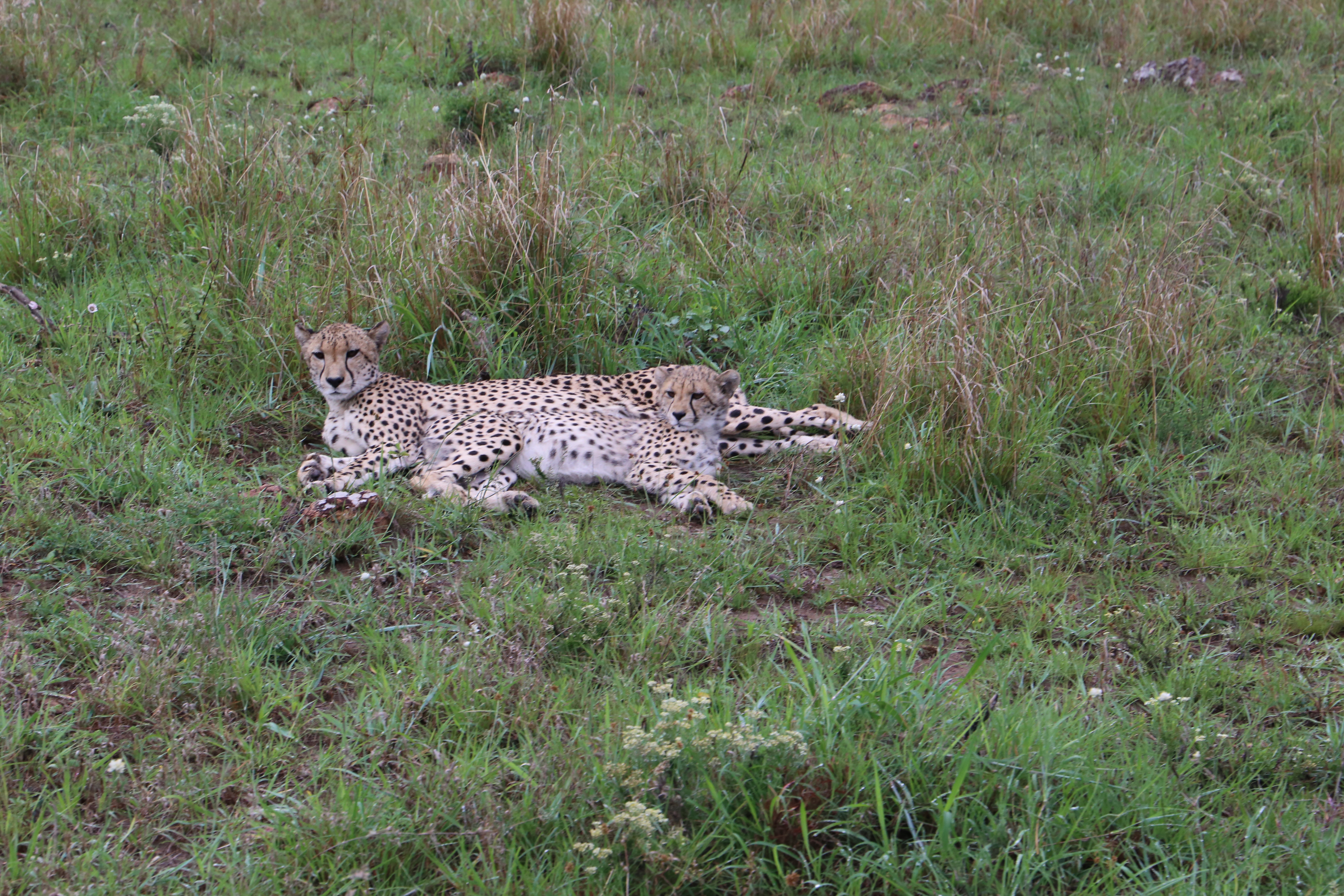 Cheetah and cub observing