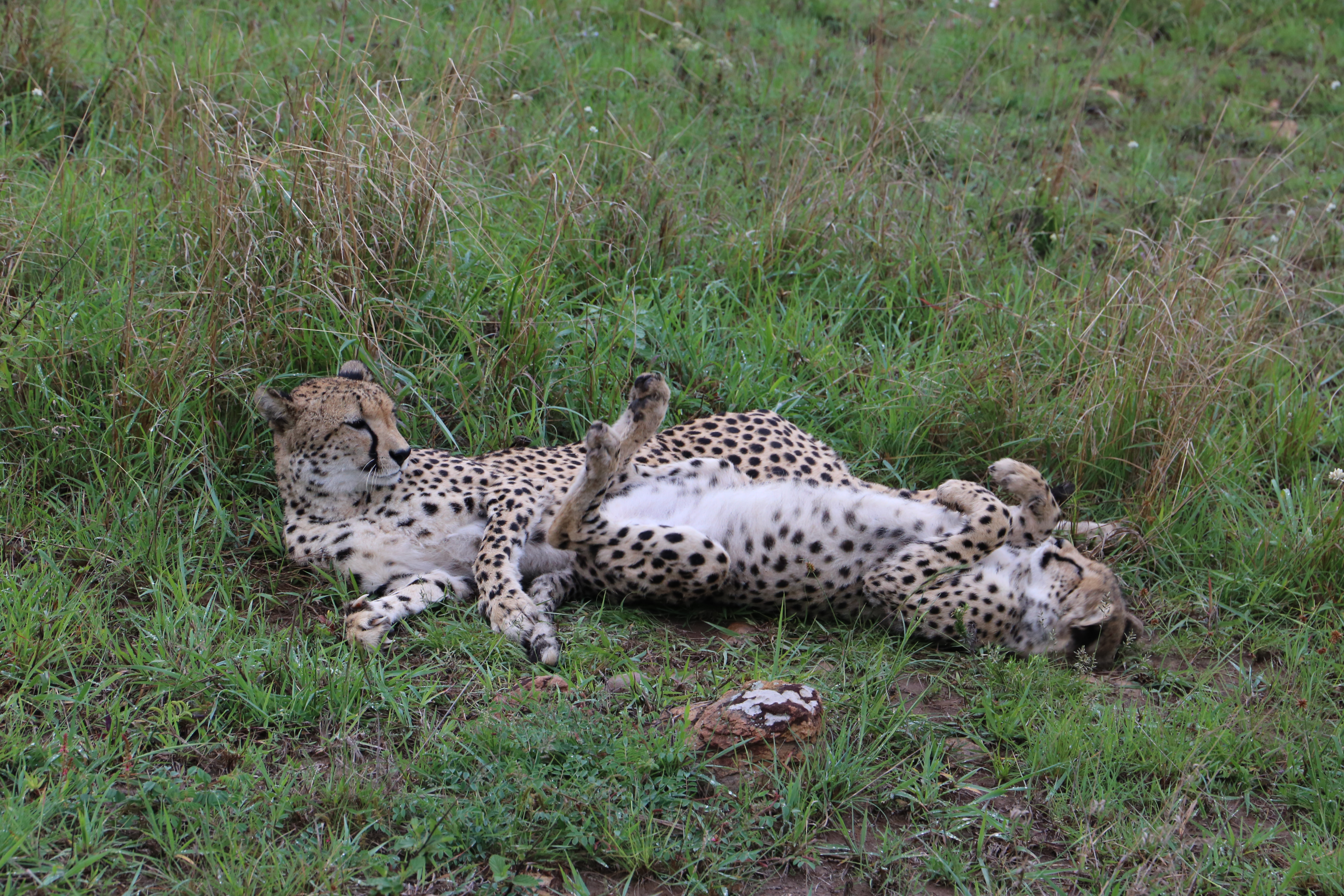 Cheetah and cub playing