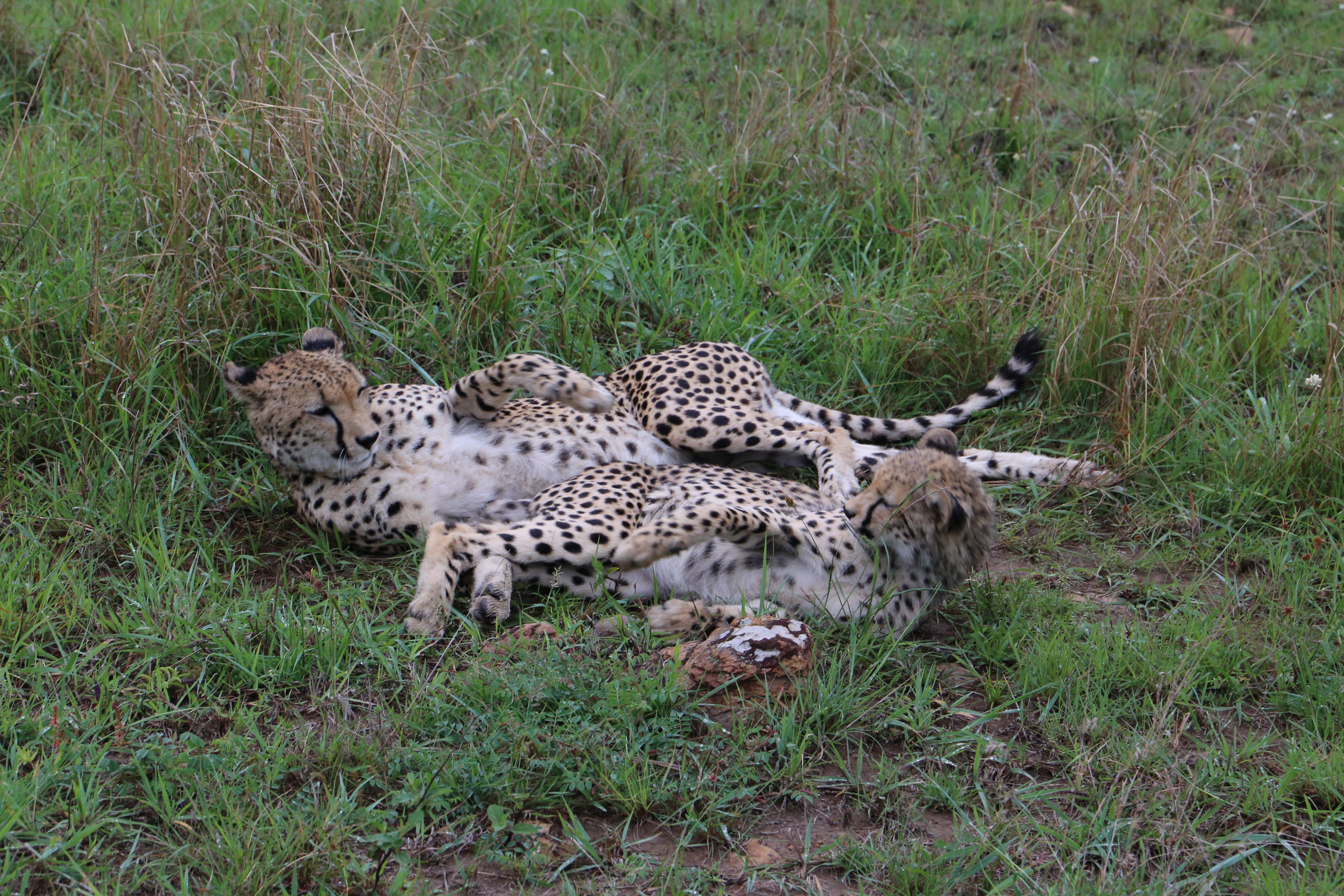 Cheetah and cub