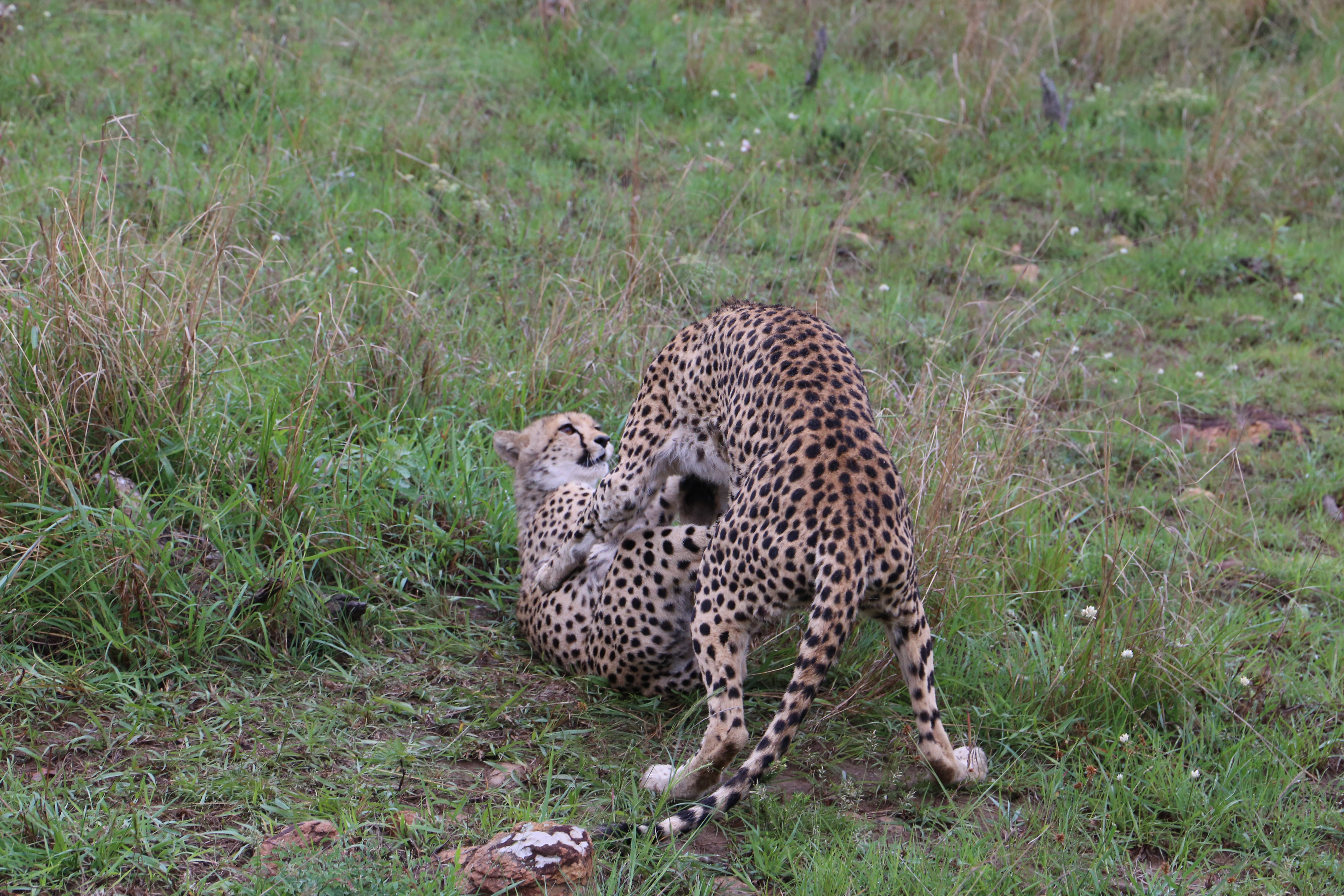 Cheetah and cub playing