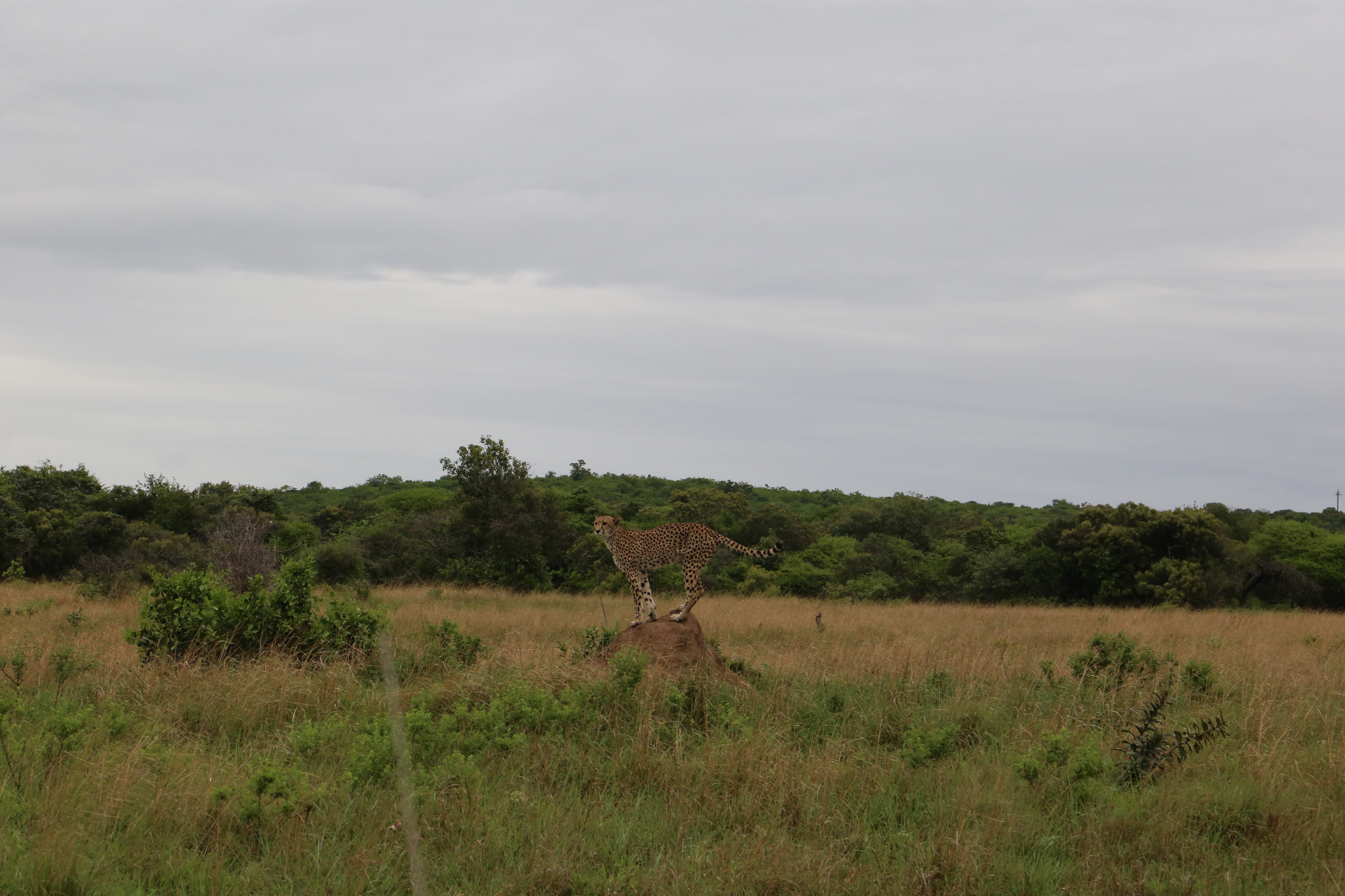 Cheetah on termite mound