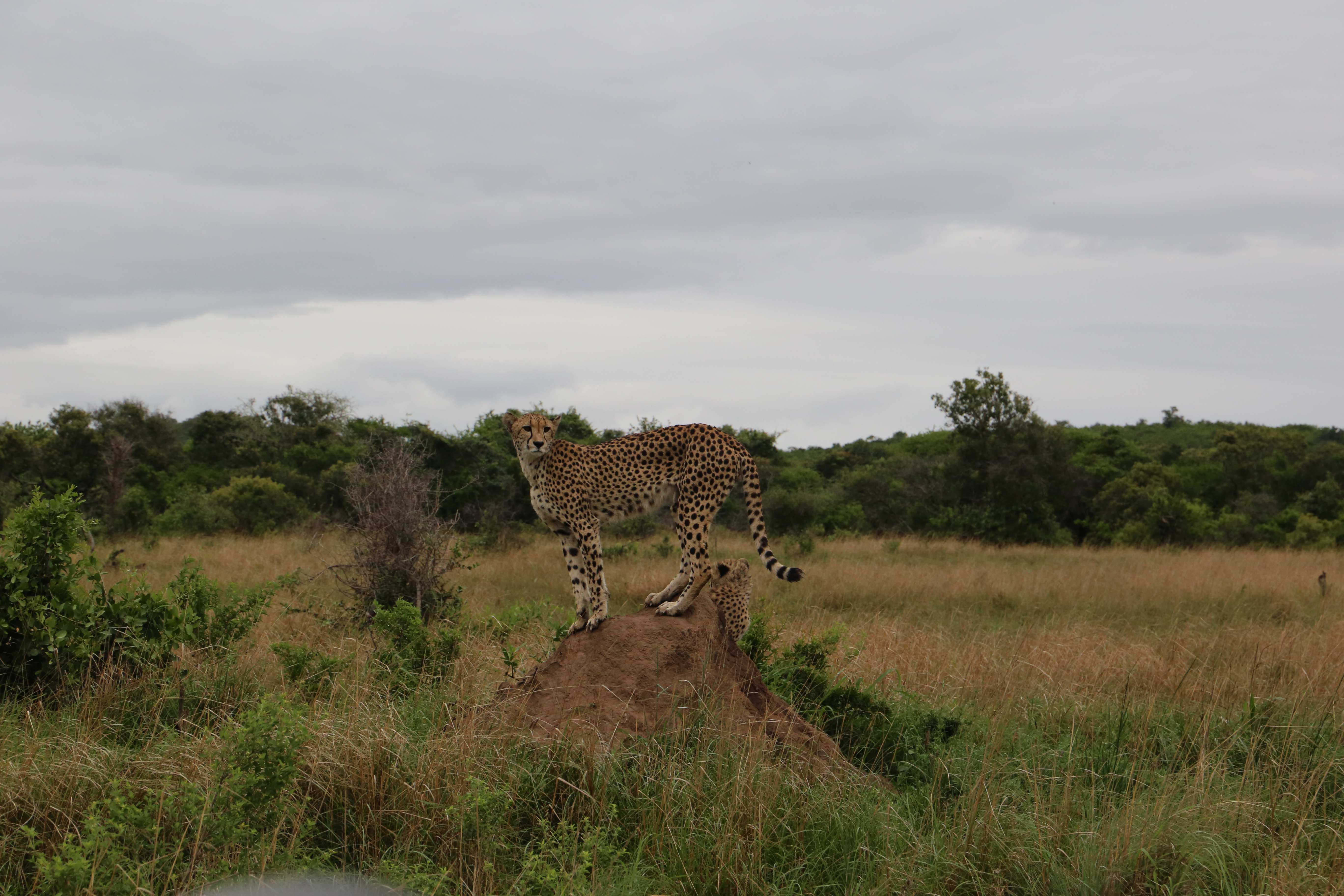 Cheetah on termite mound