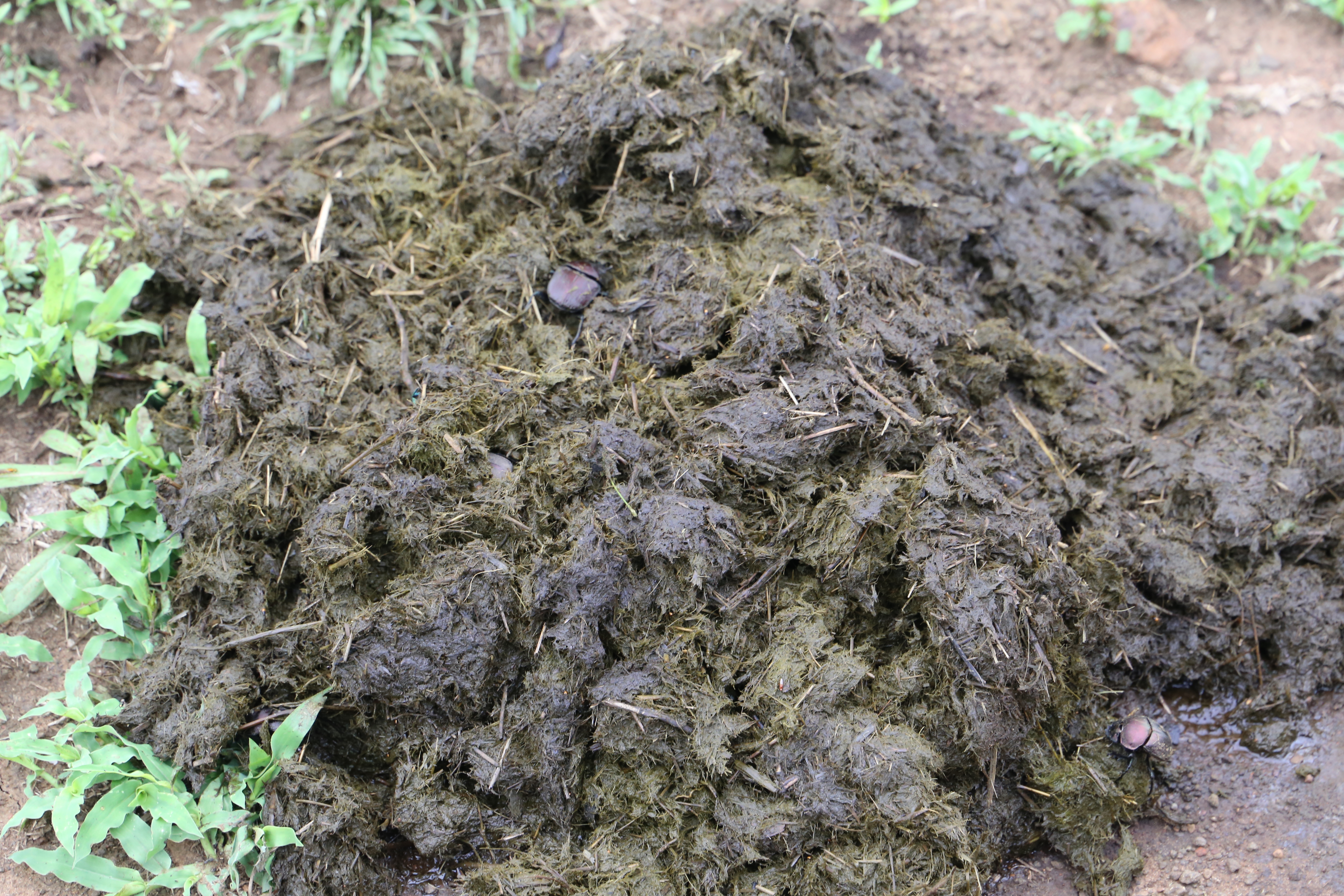 Fresh White Rhino poo attracts Dung Beetles