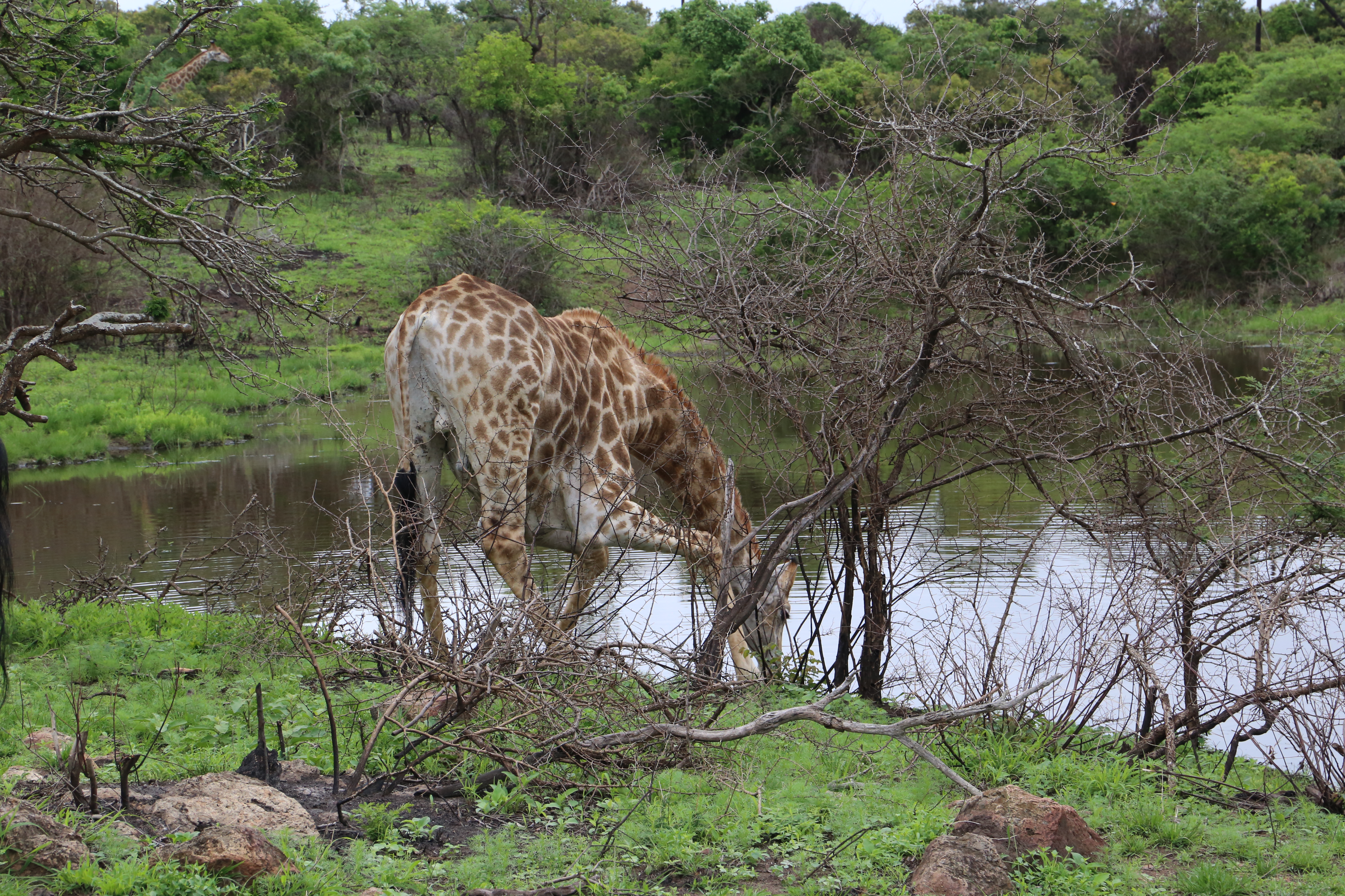 Giraffe drinking