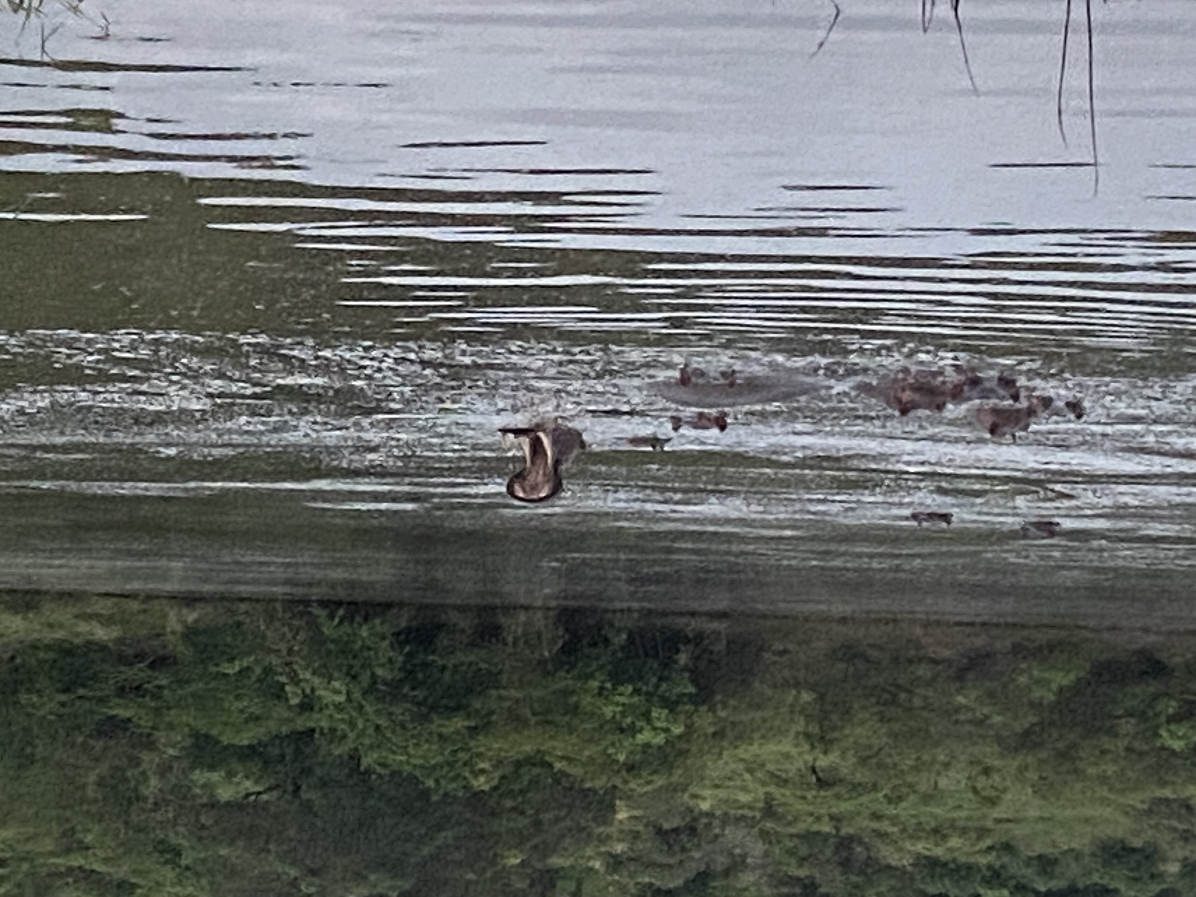 Hippo yawning