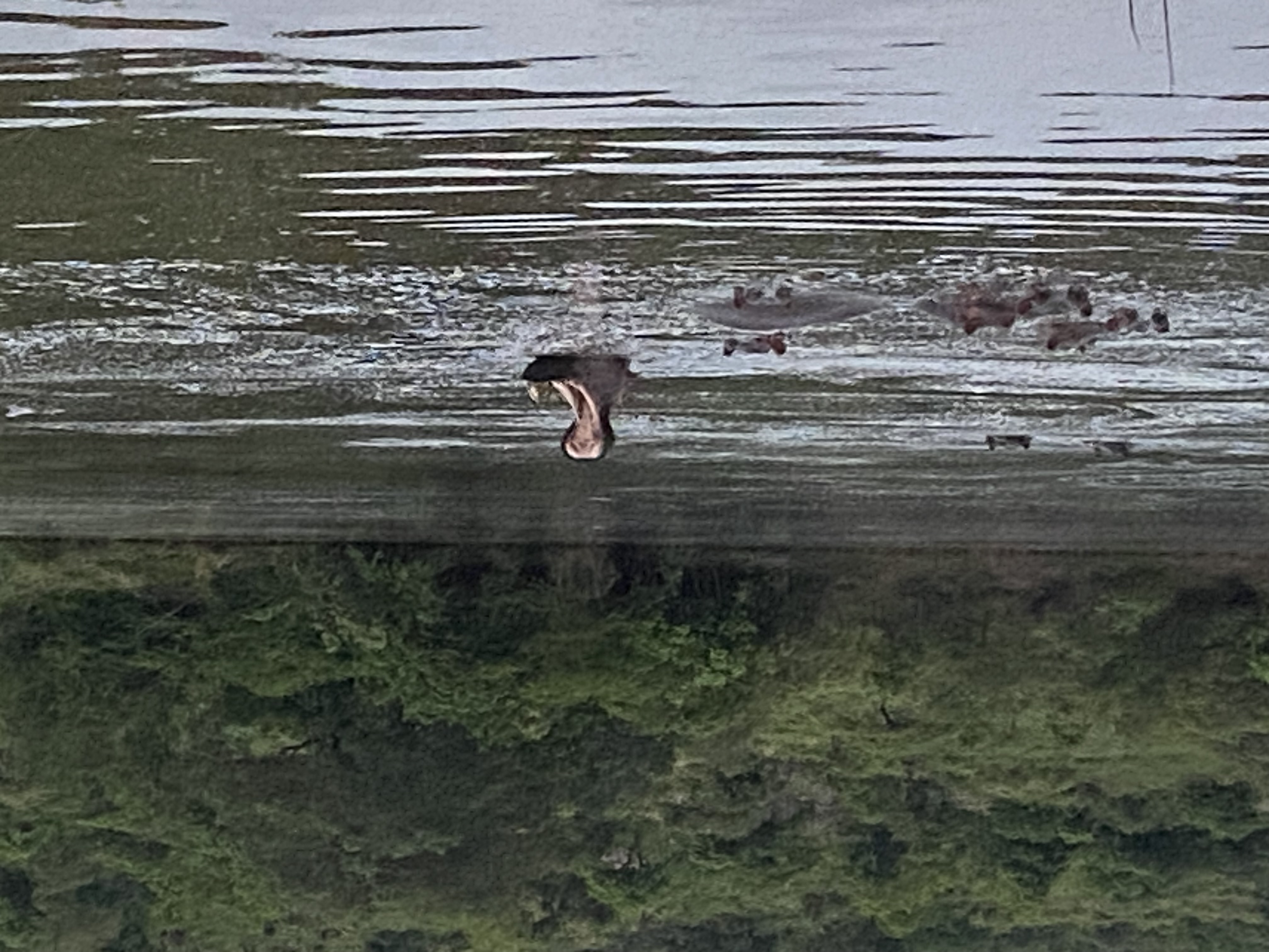 Hippo yawning