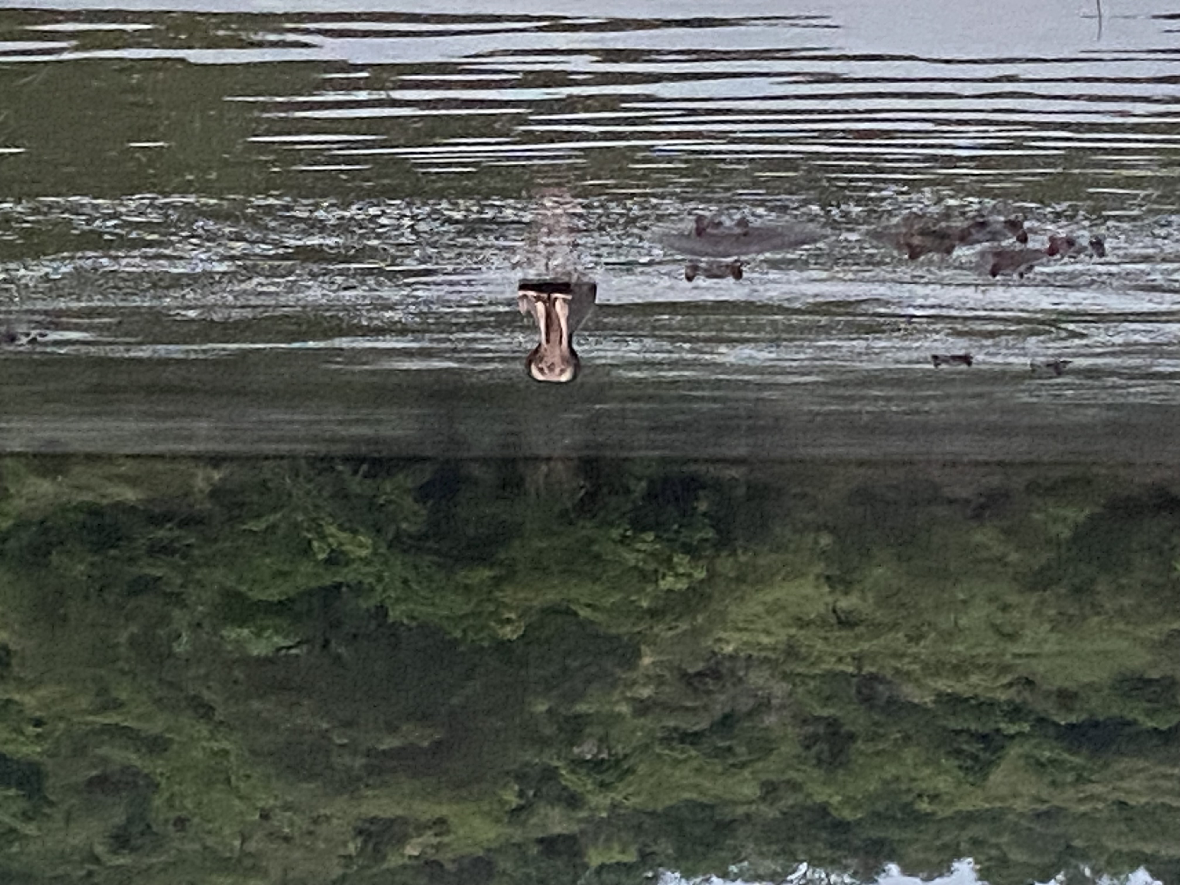 Hippo yawning