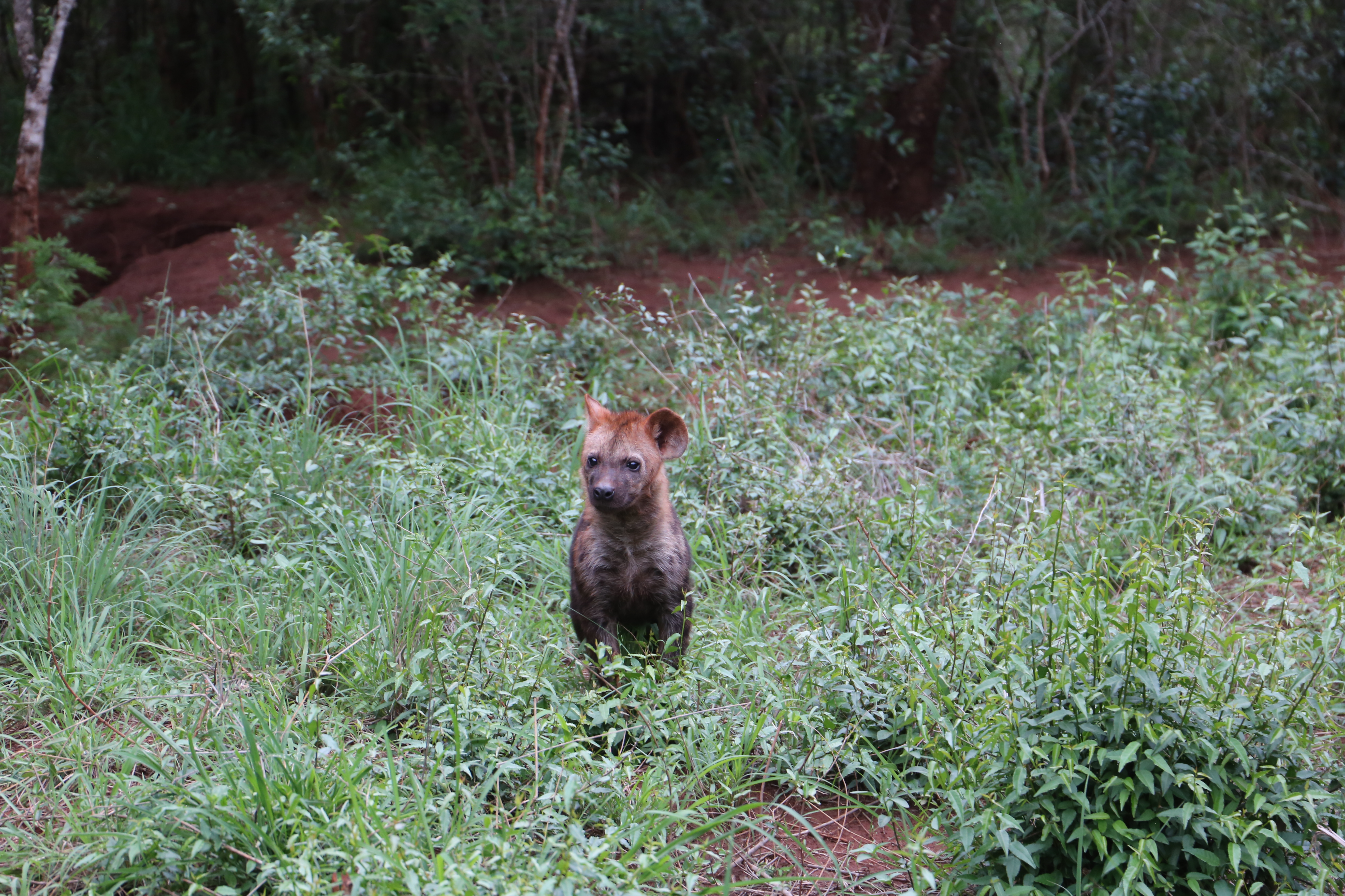 Hyena watching us