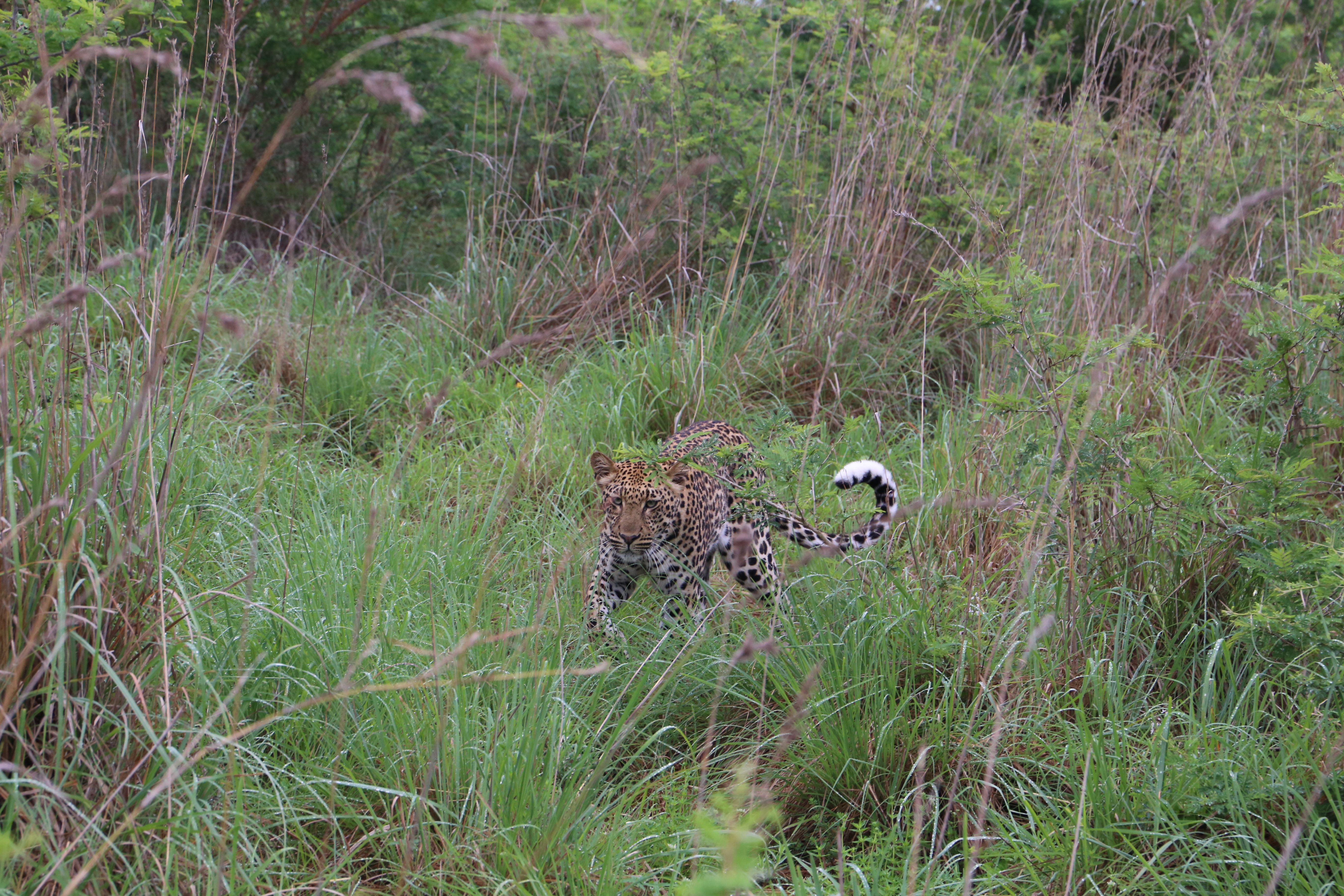 Leopard approaching