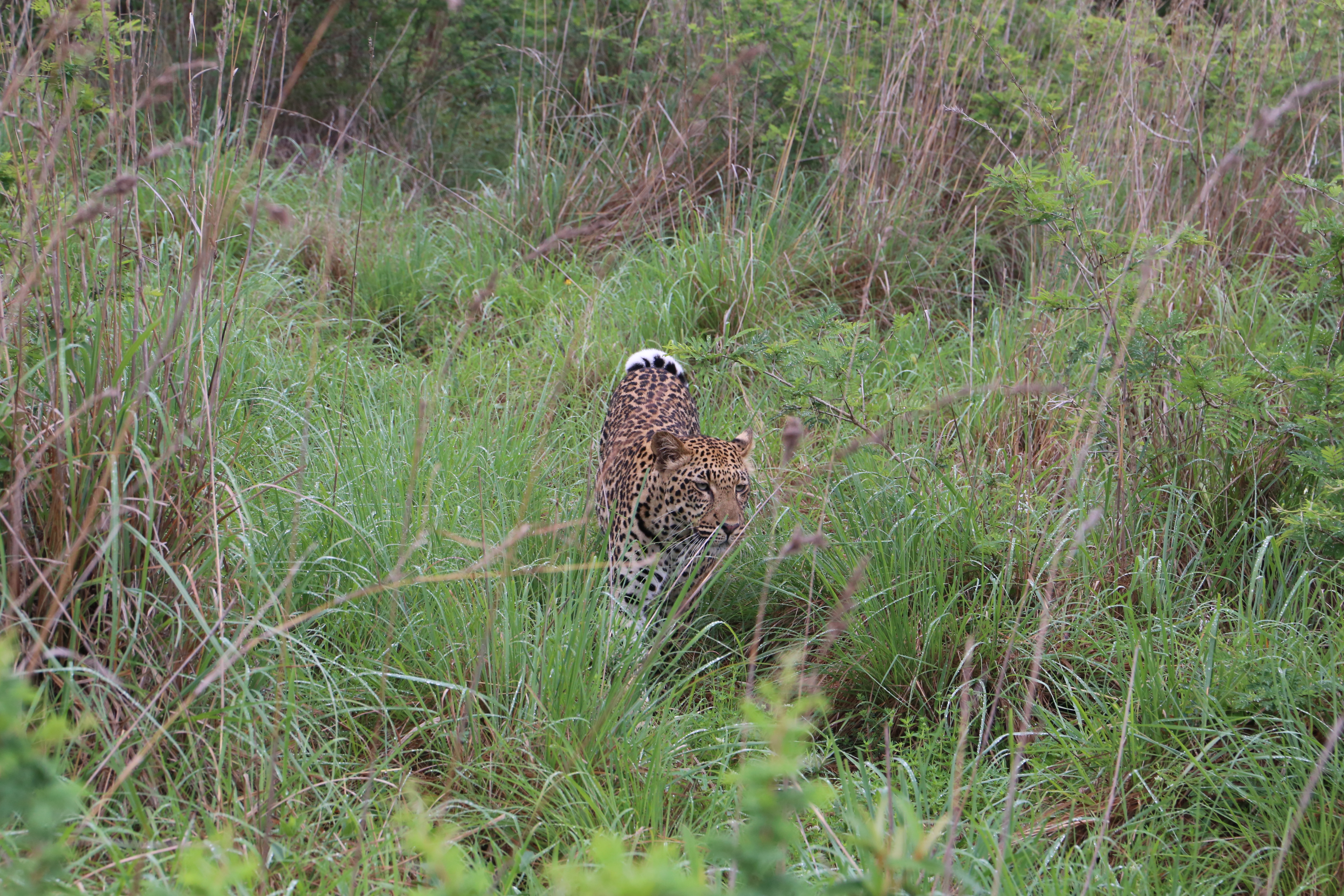 Leopard on the move