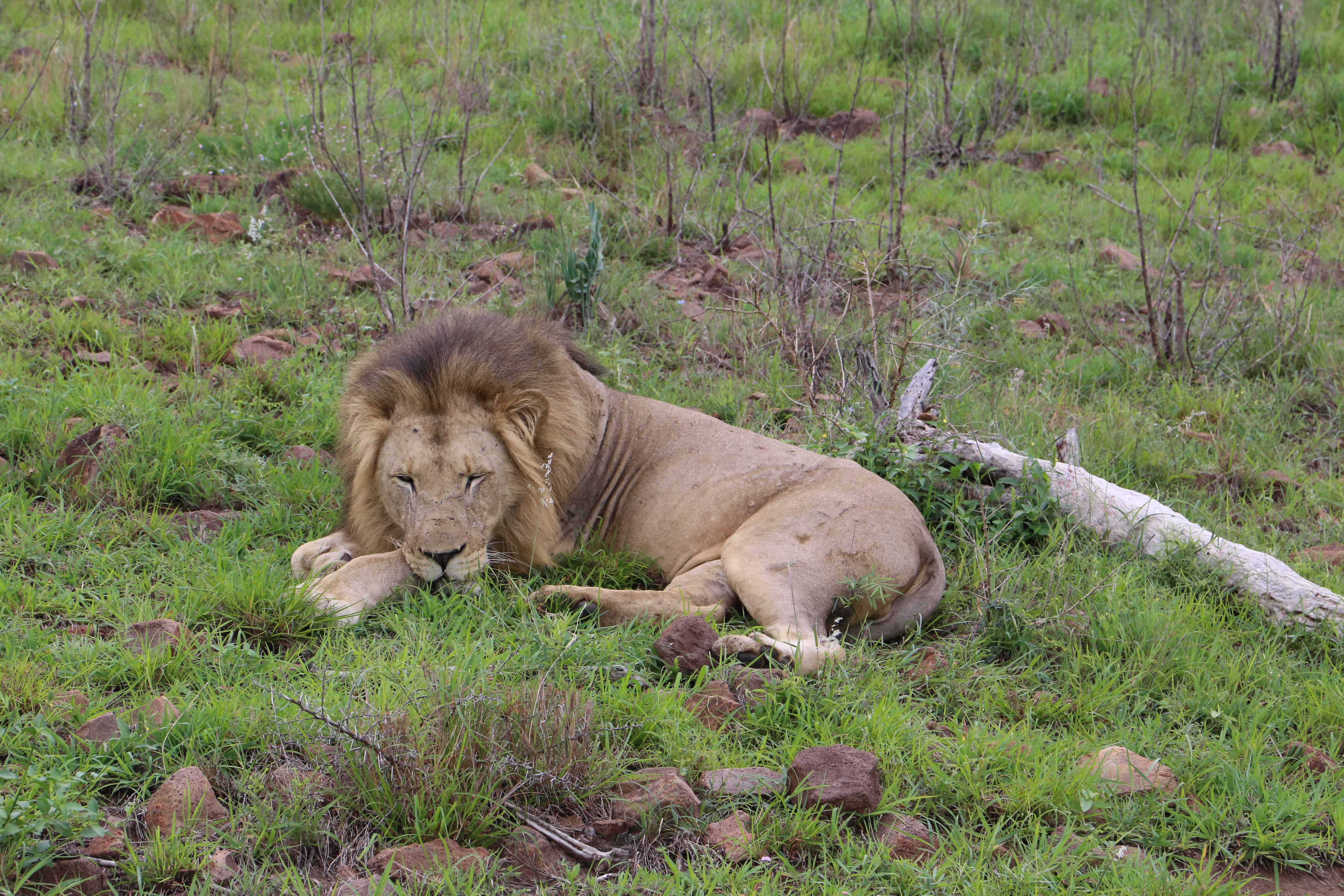 Lion resting