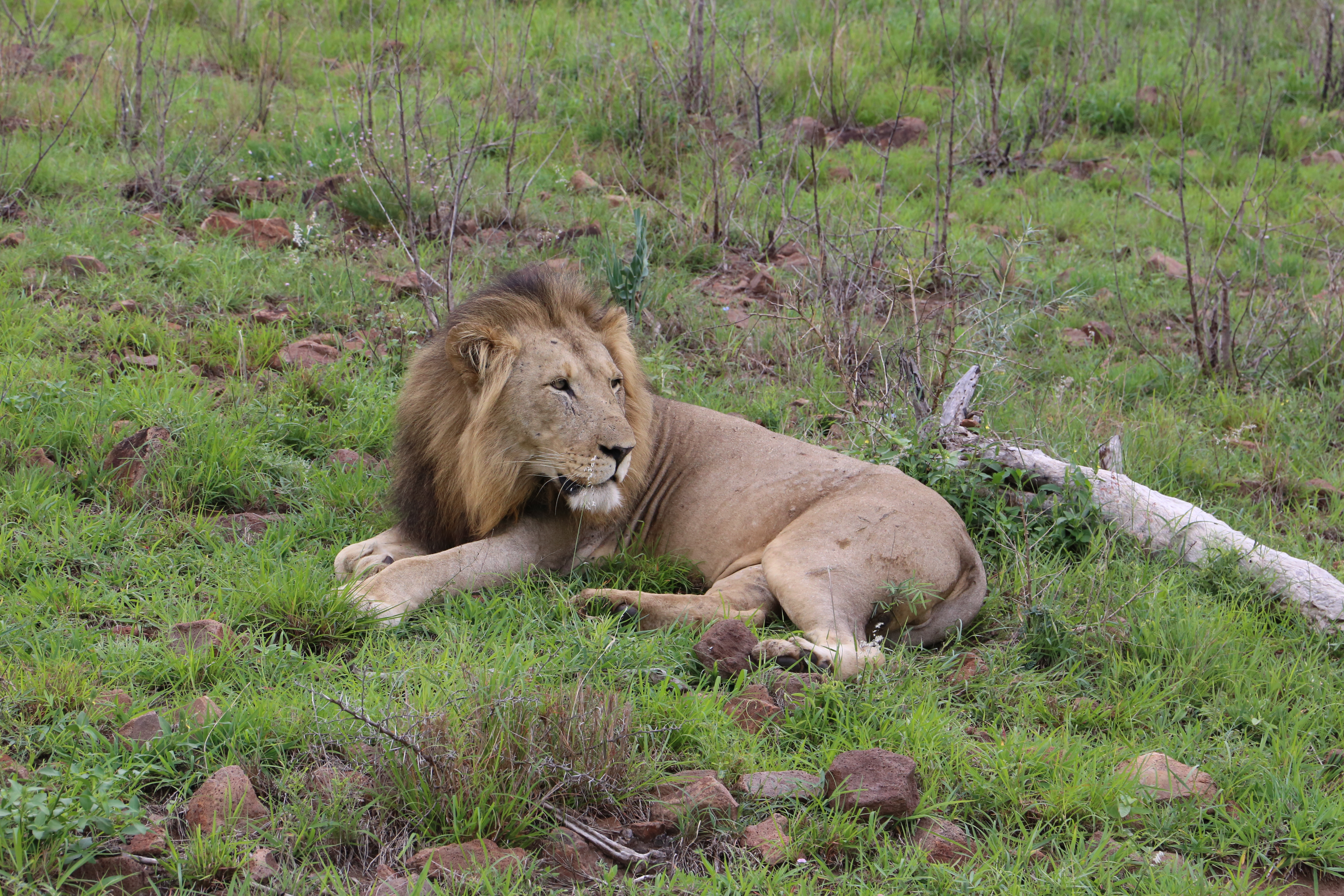 Lion watching