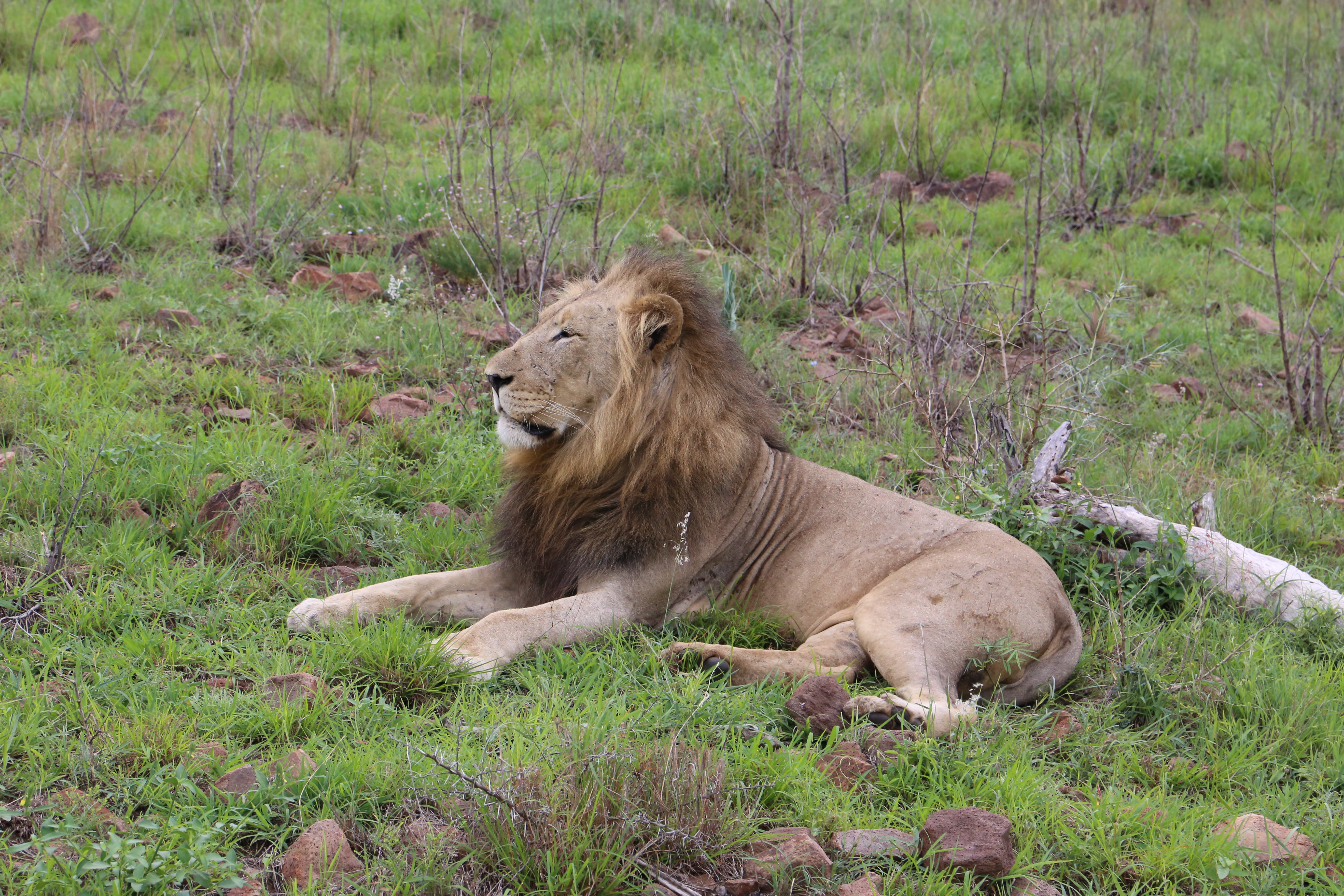 Lion watching