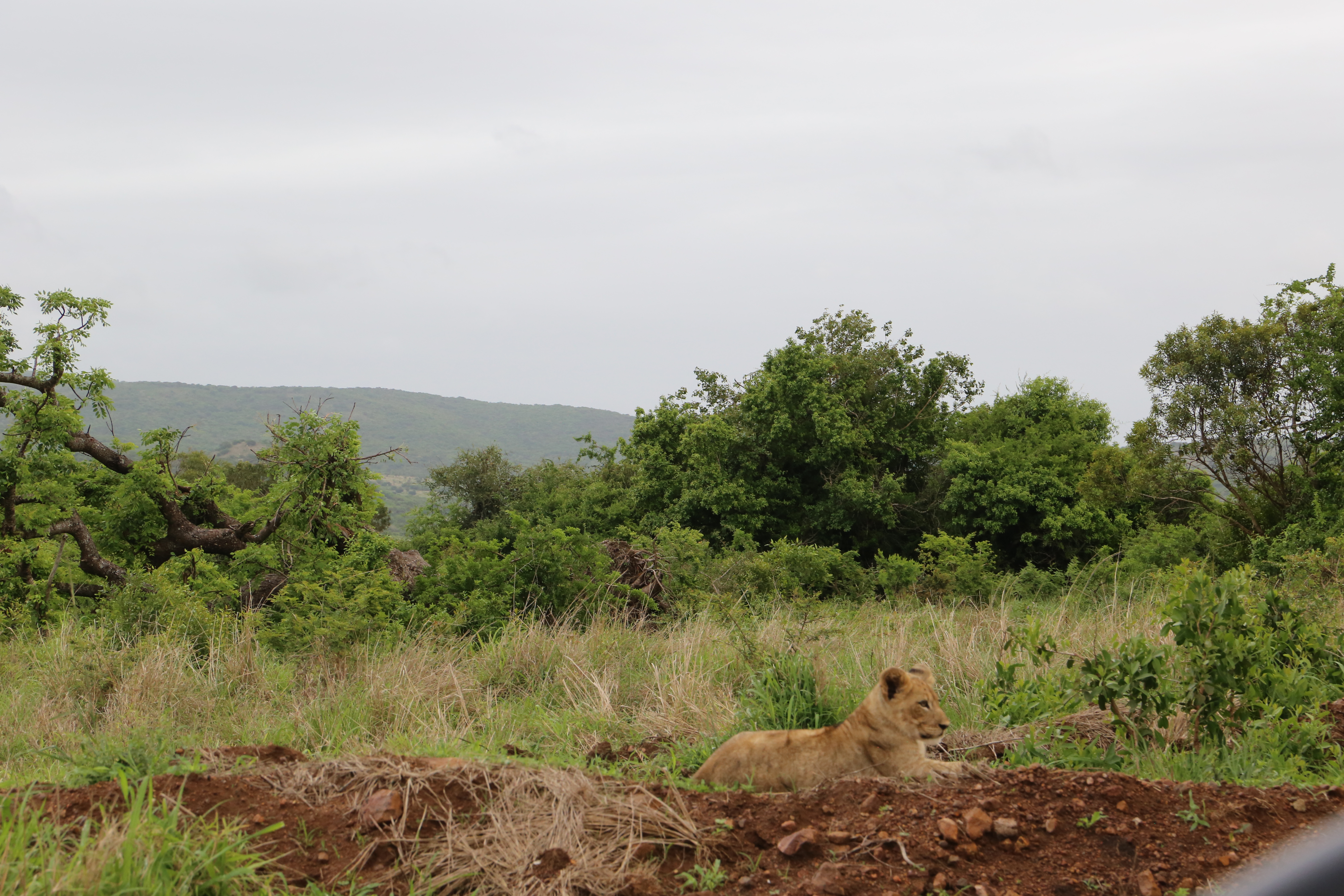 Lion cub resting