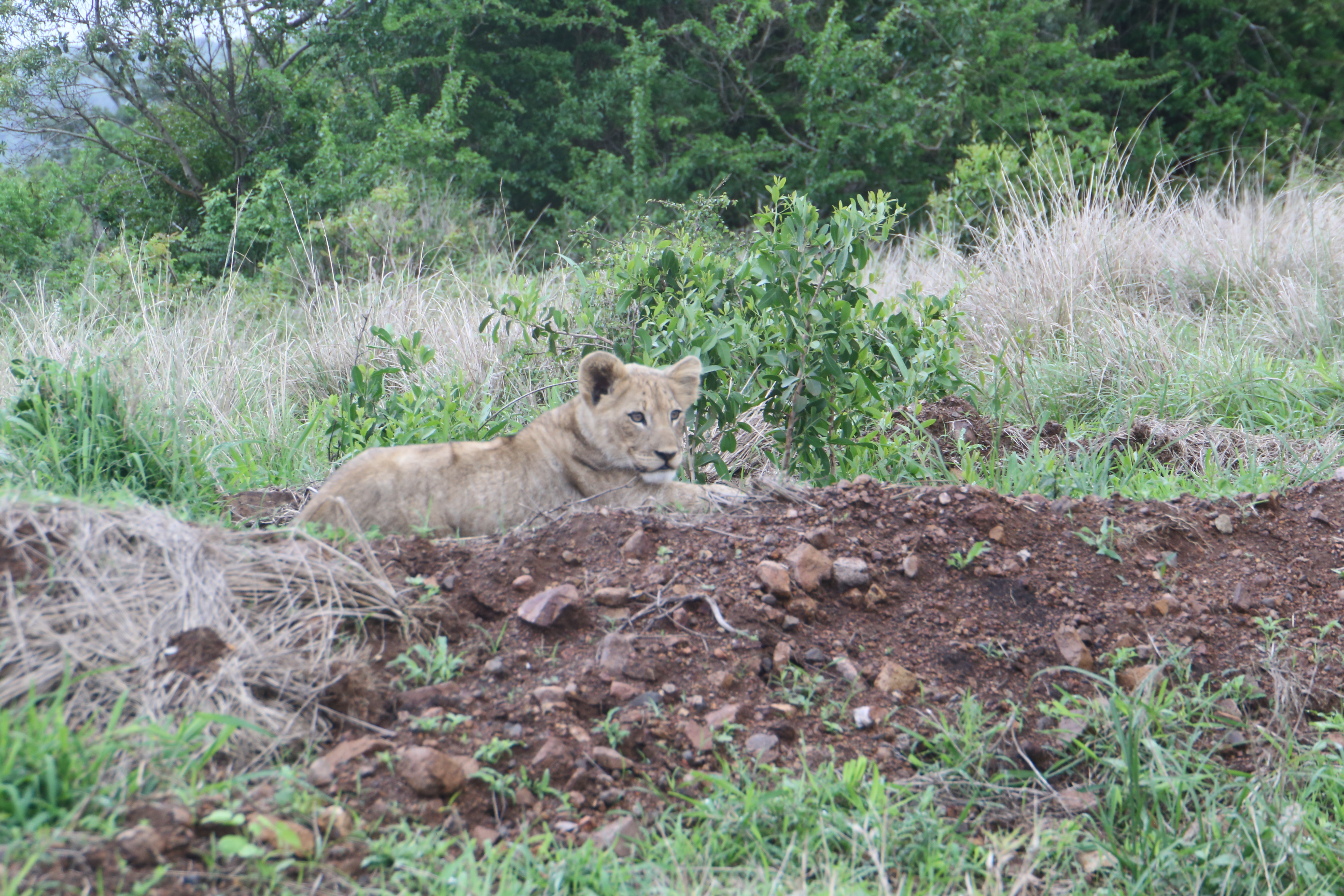 Lion cub watching mother