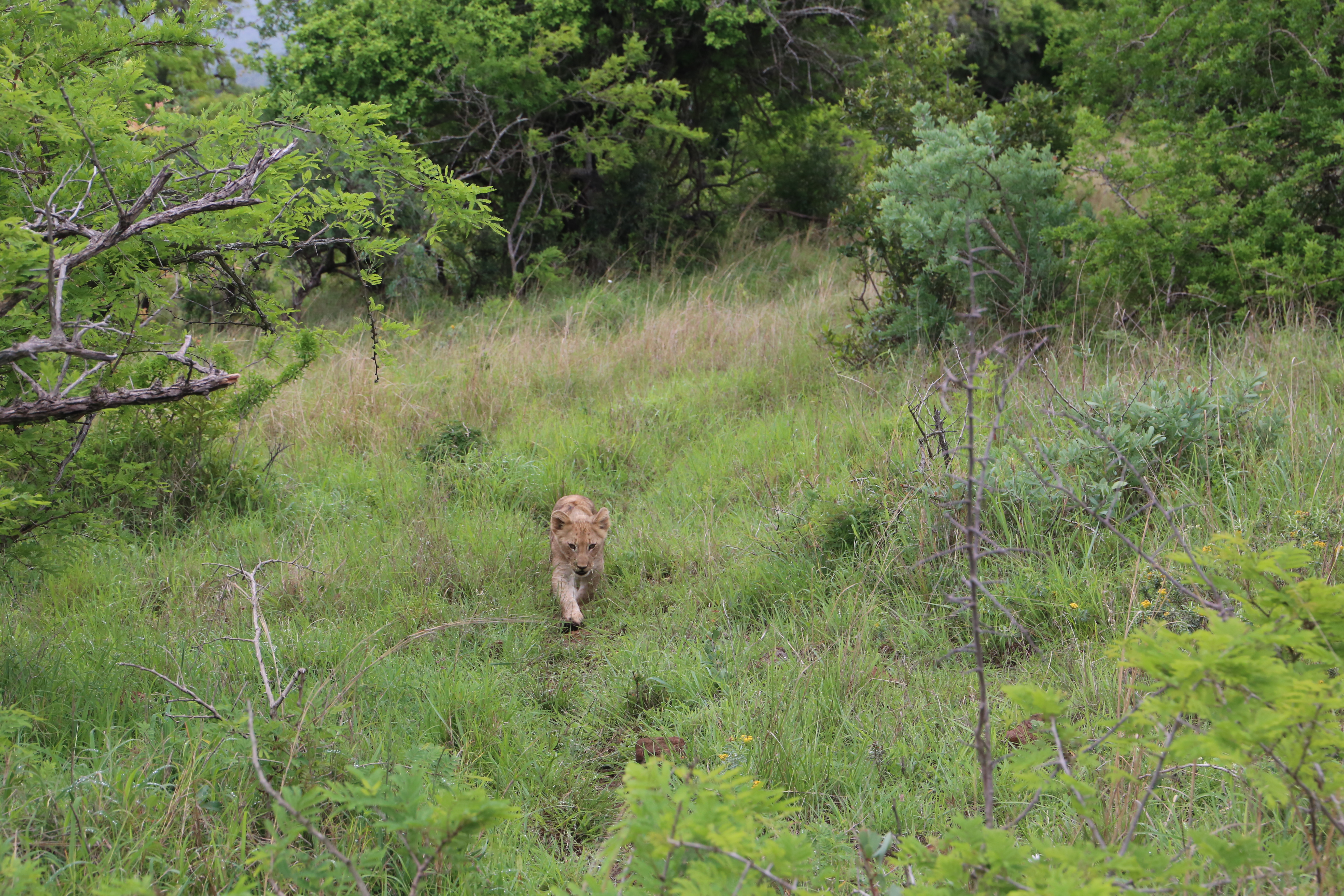 Lioness approaching