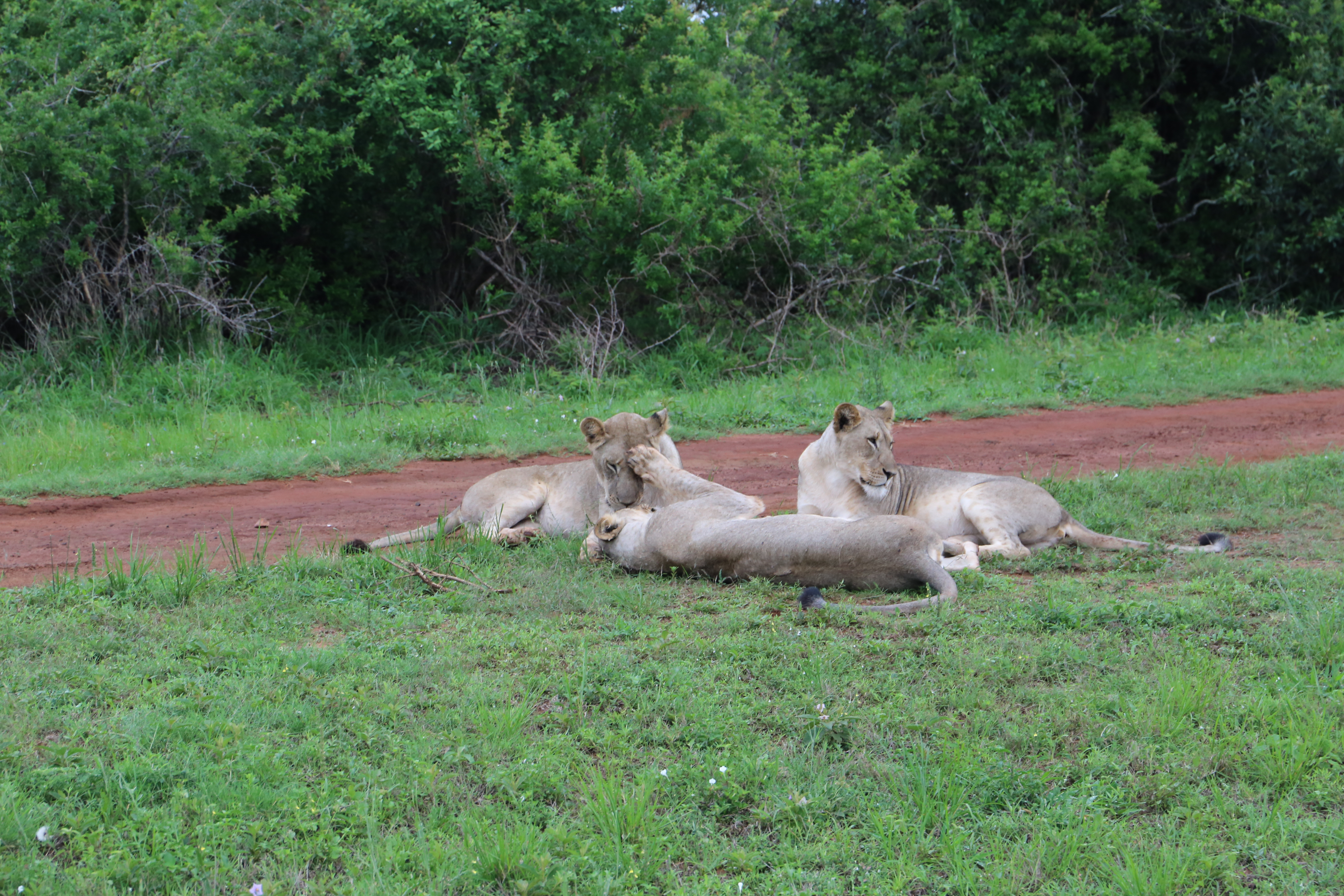 Lionesses playing