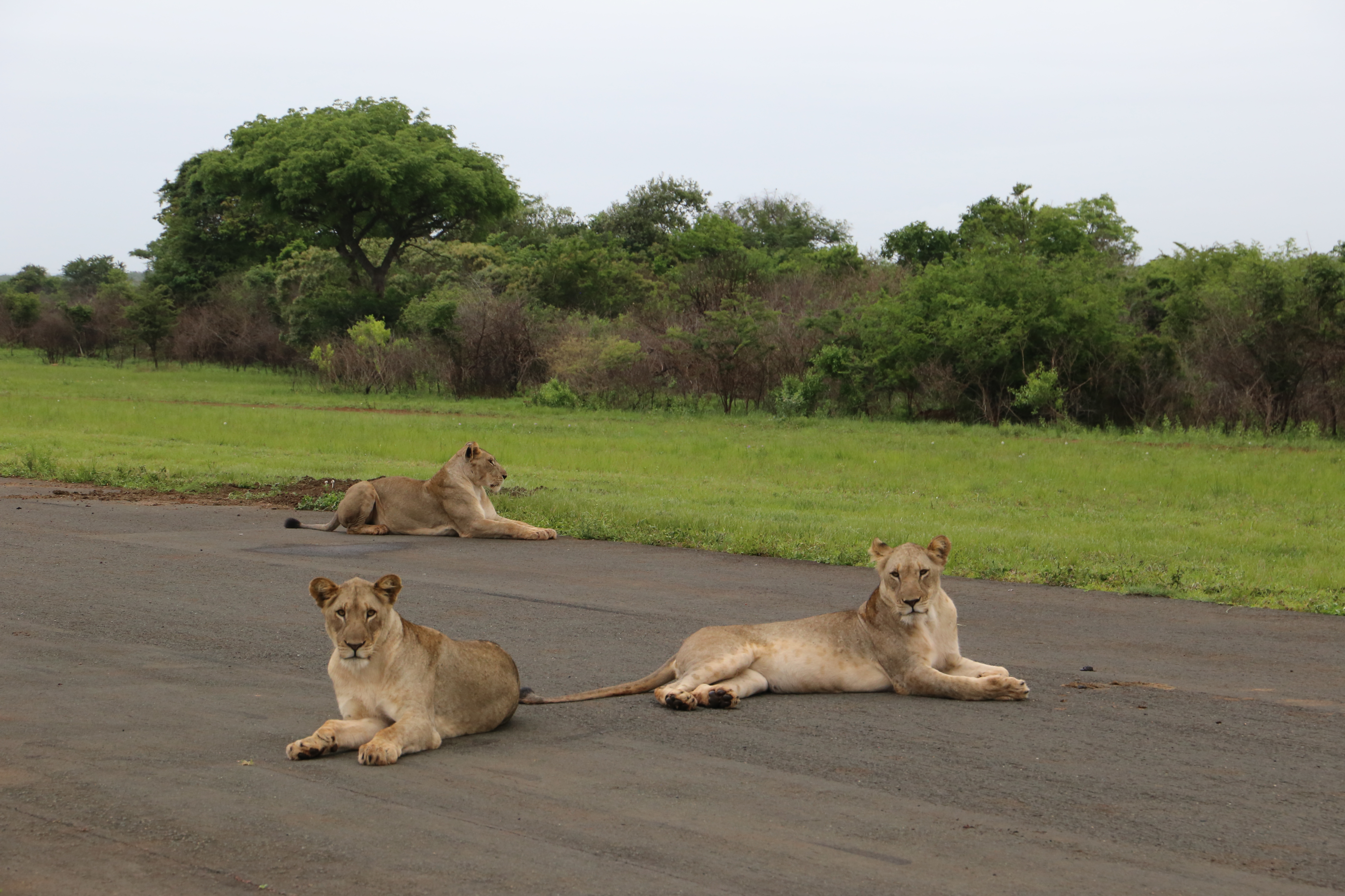 Lionesses watching us