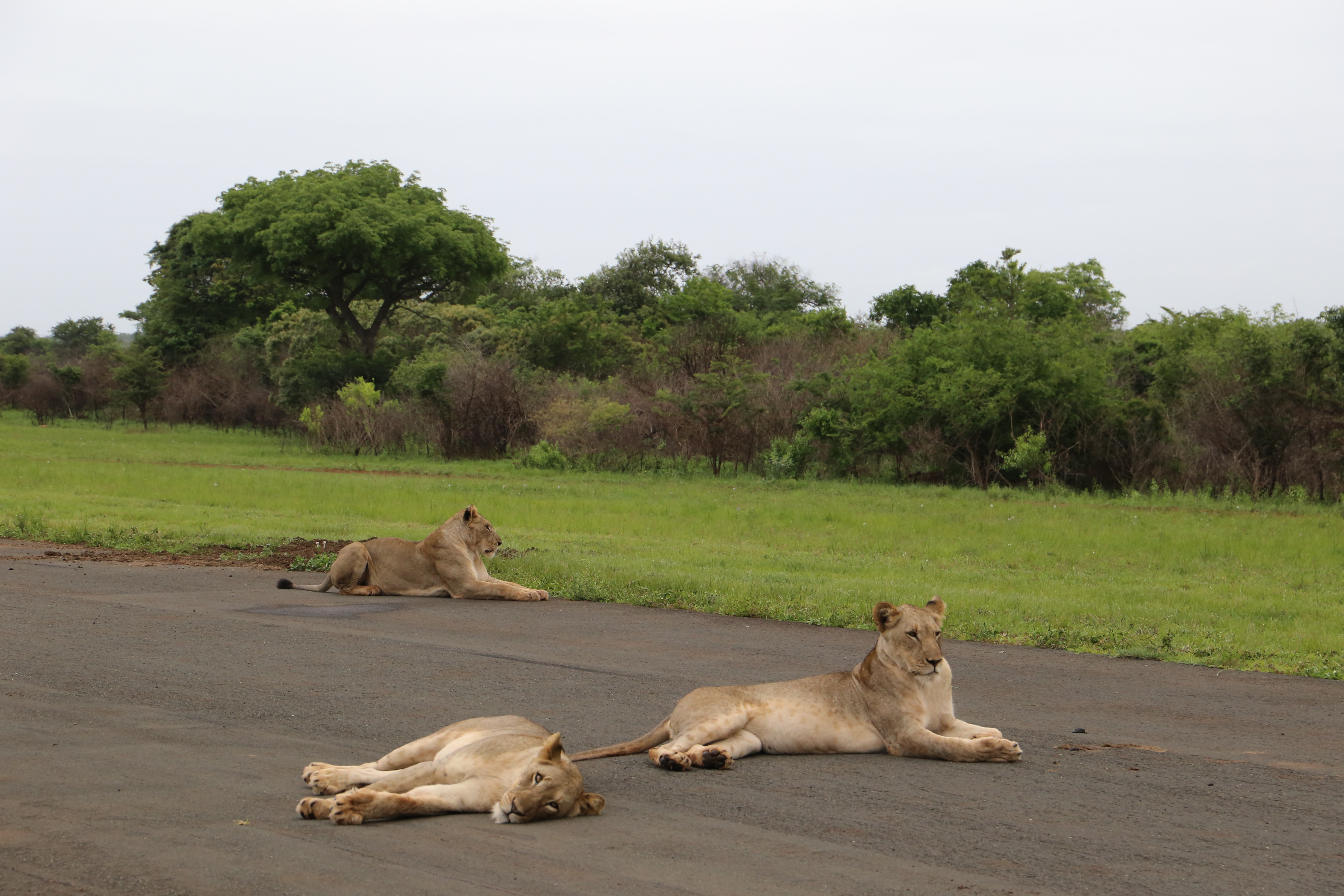 Lionesses prefer the warm airstrip to the wet grass