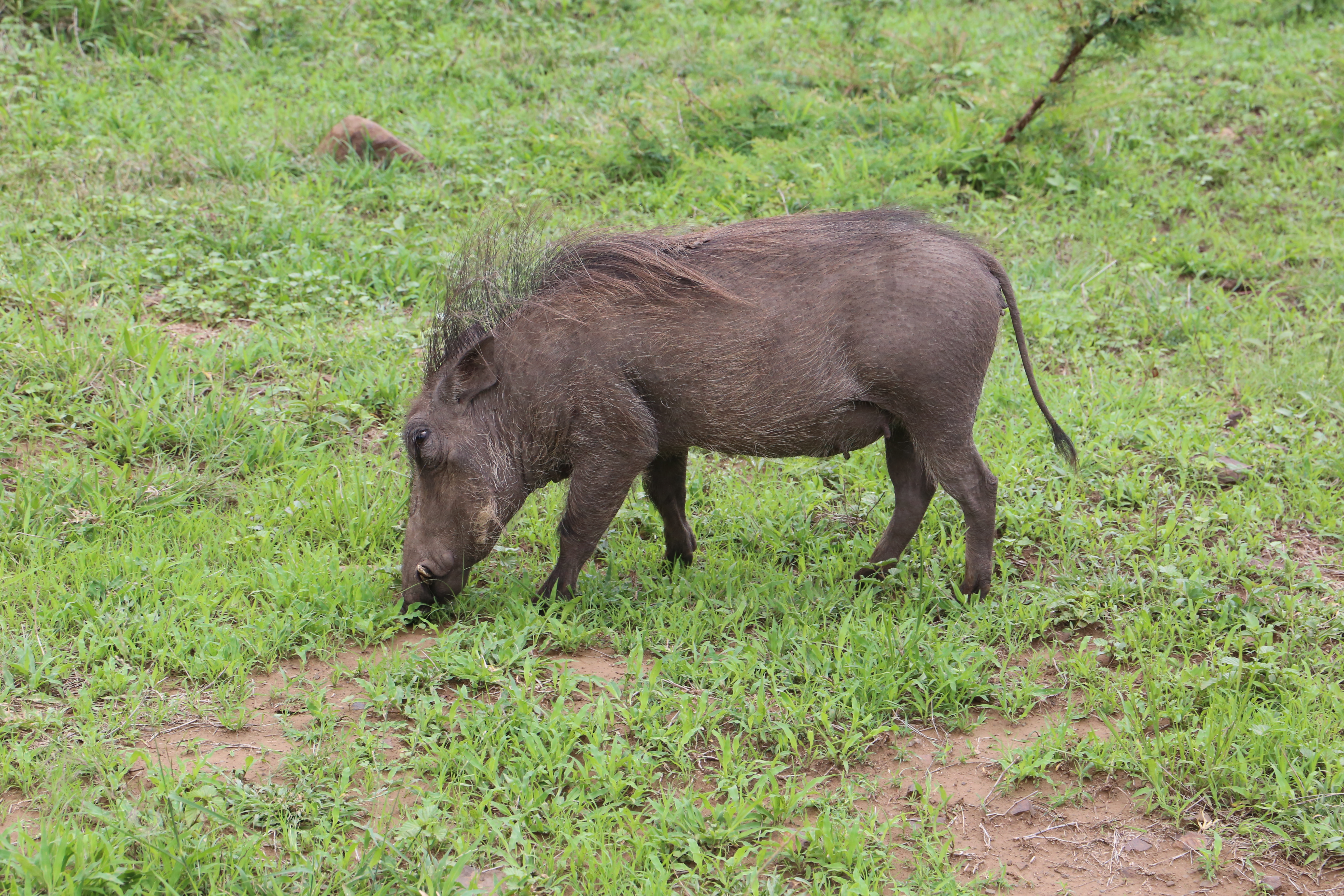 Warthog grazing