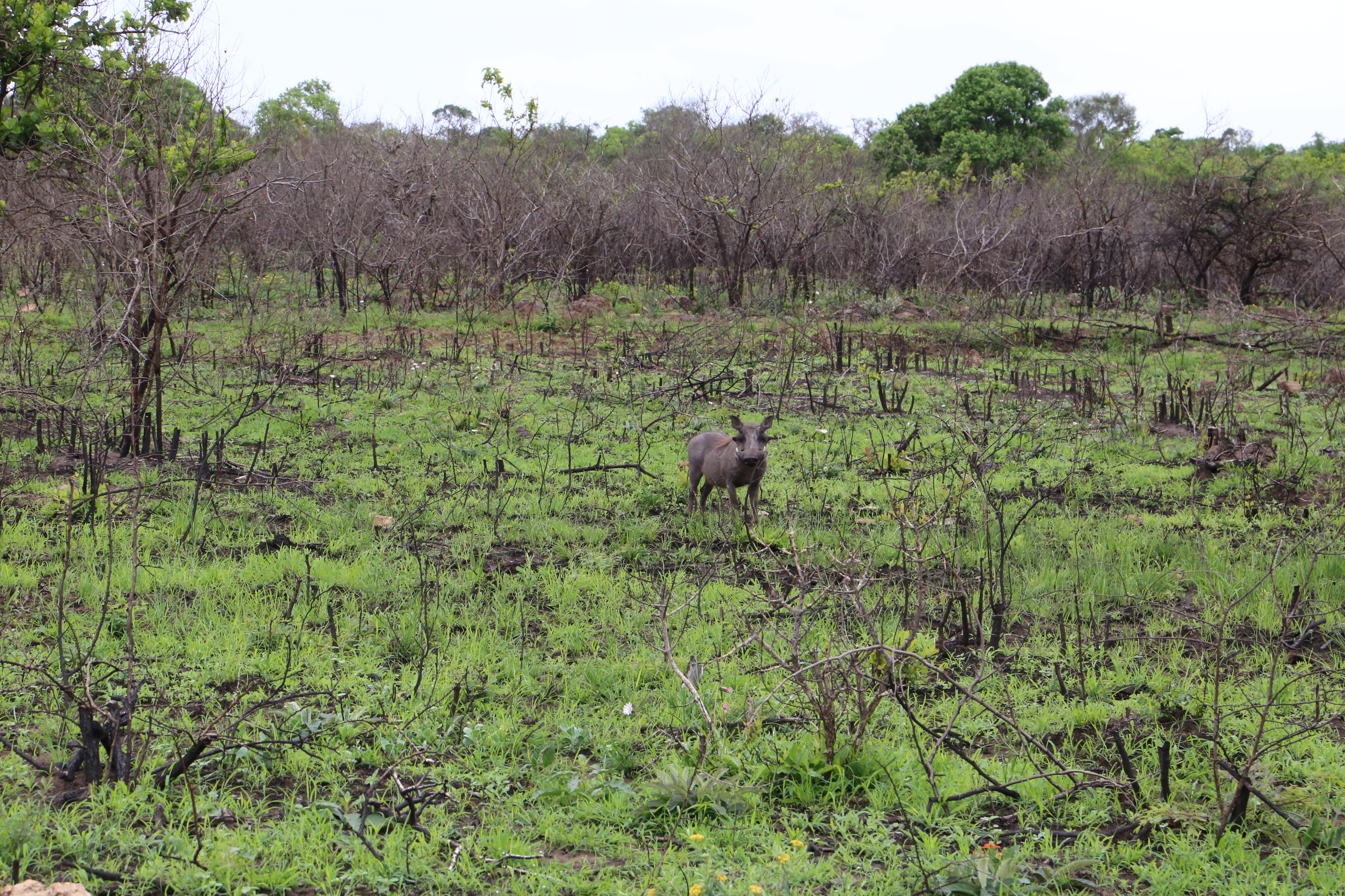 Warthog