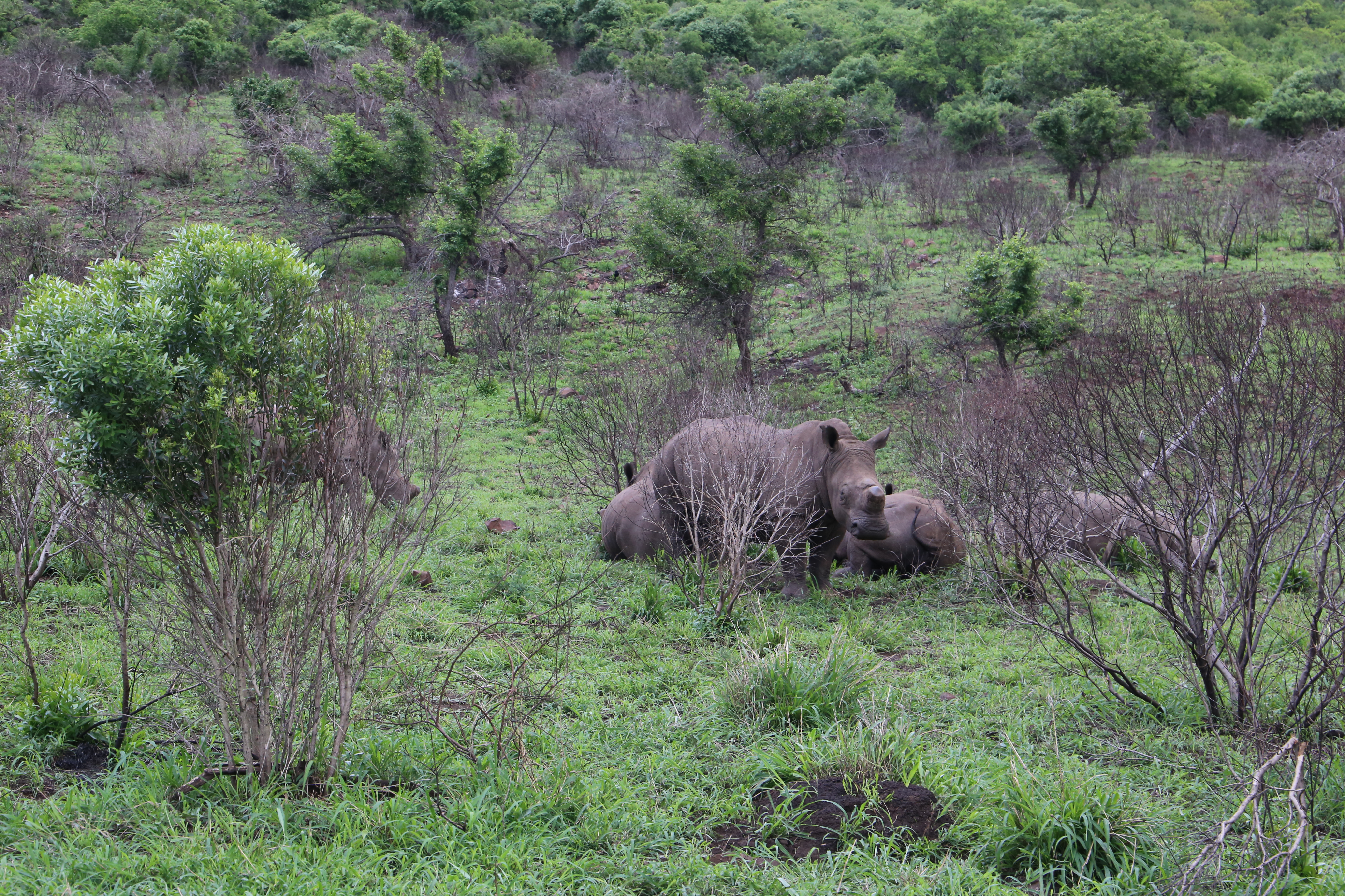 White rhinoceros