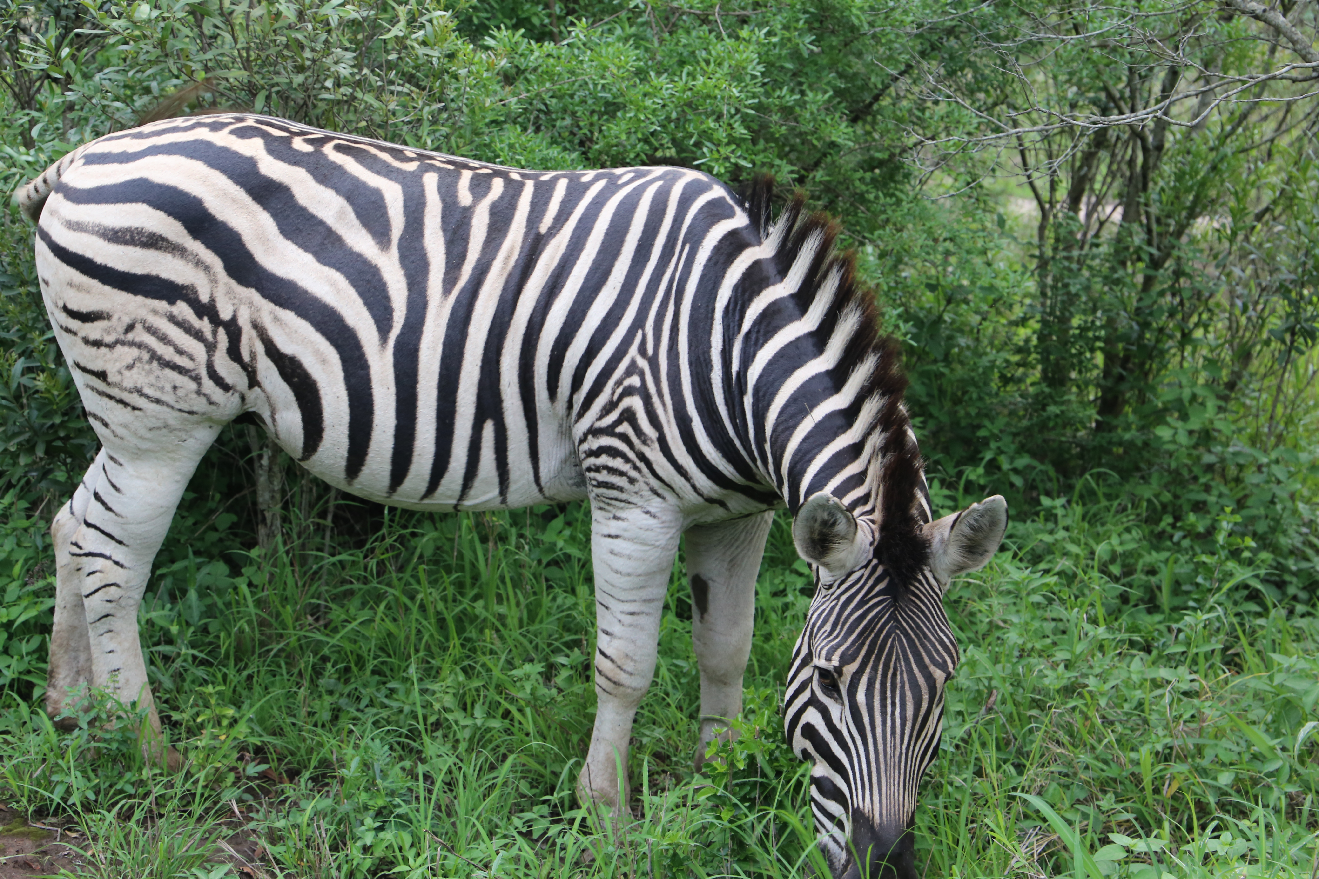 Zebra grazing