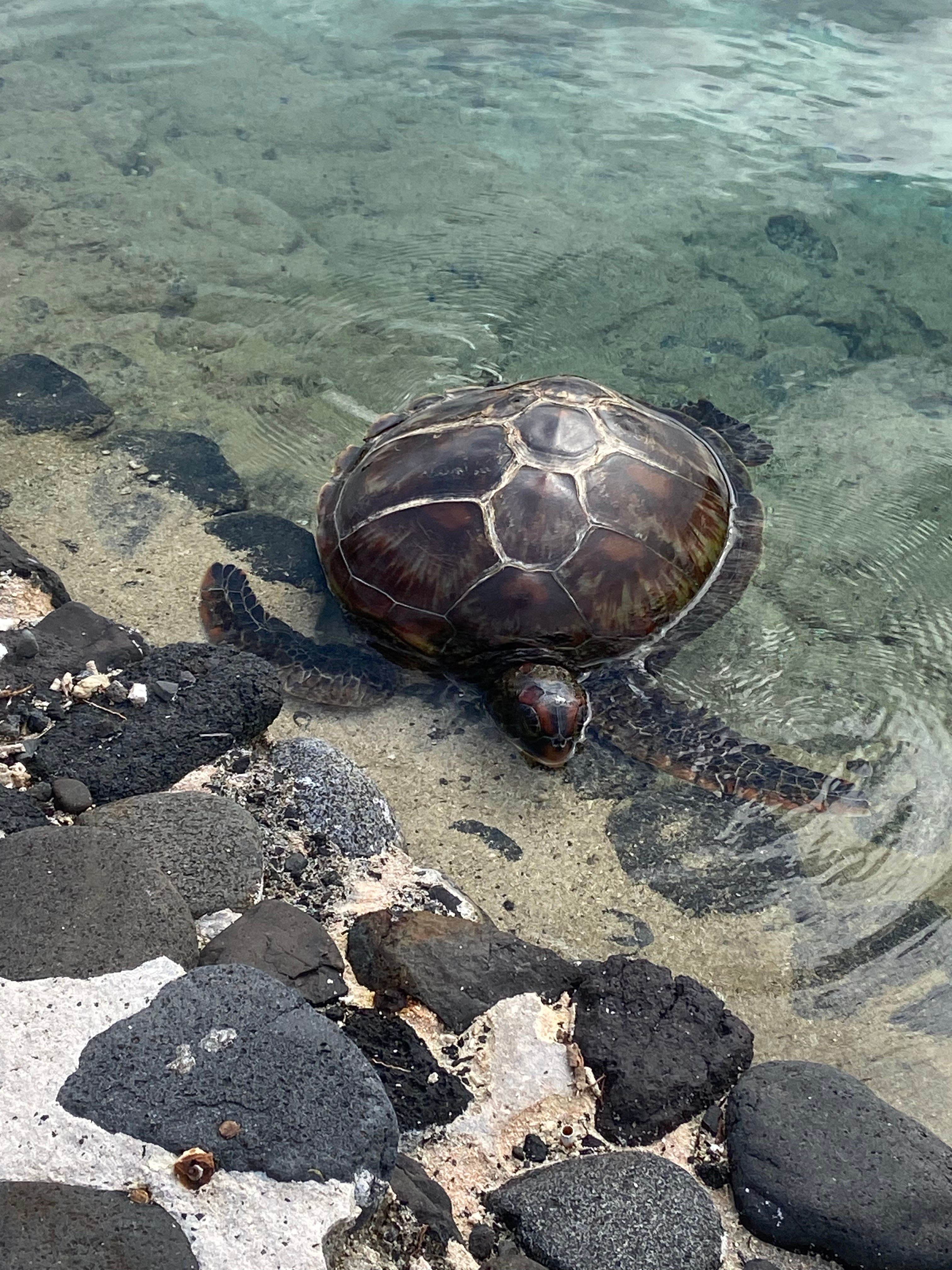 Recovering Turtle