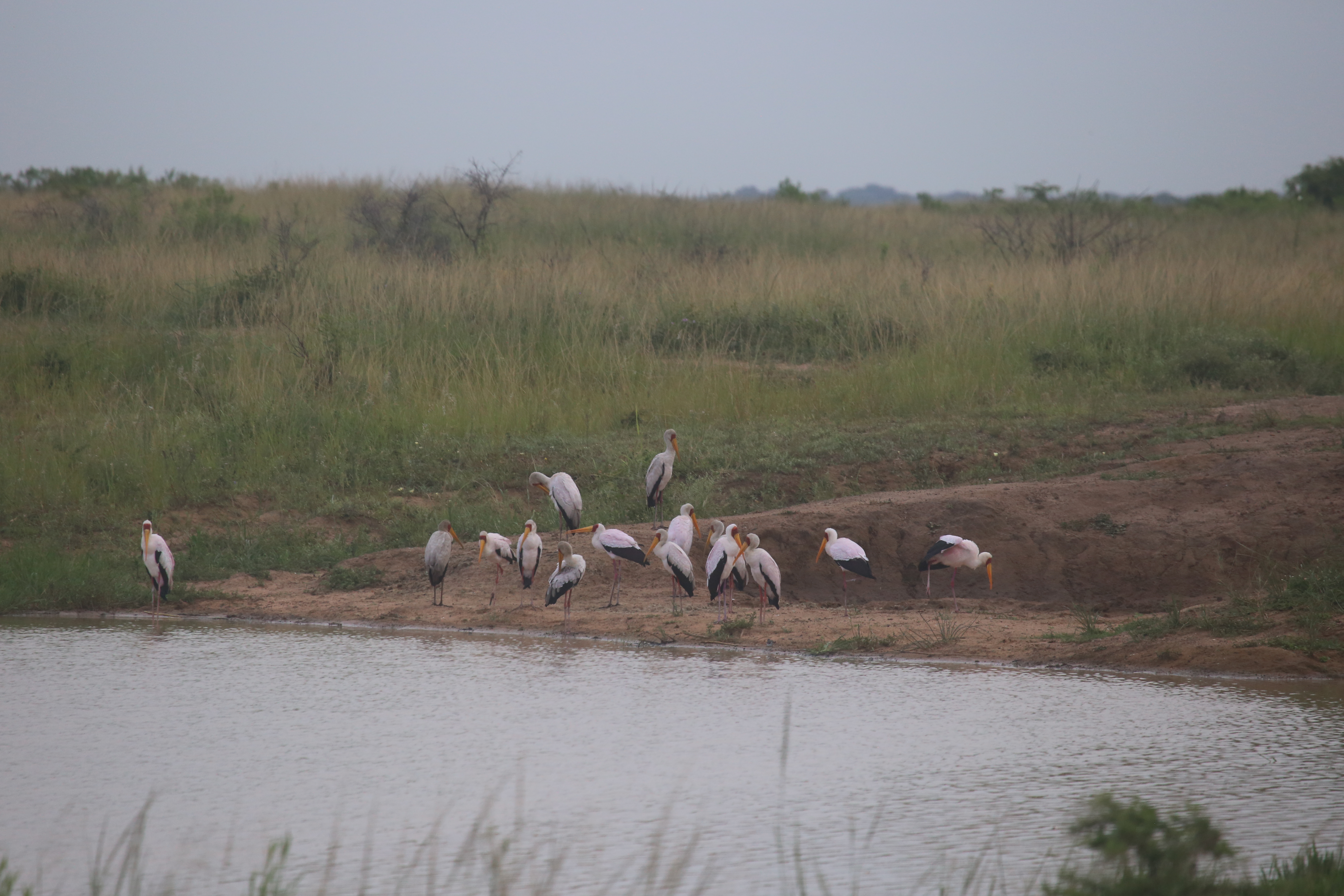 Storks
