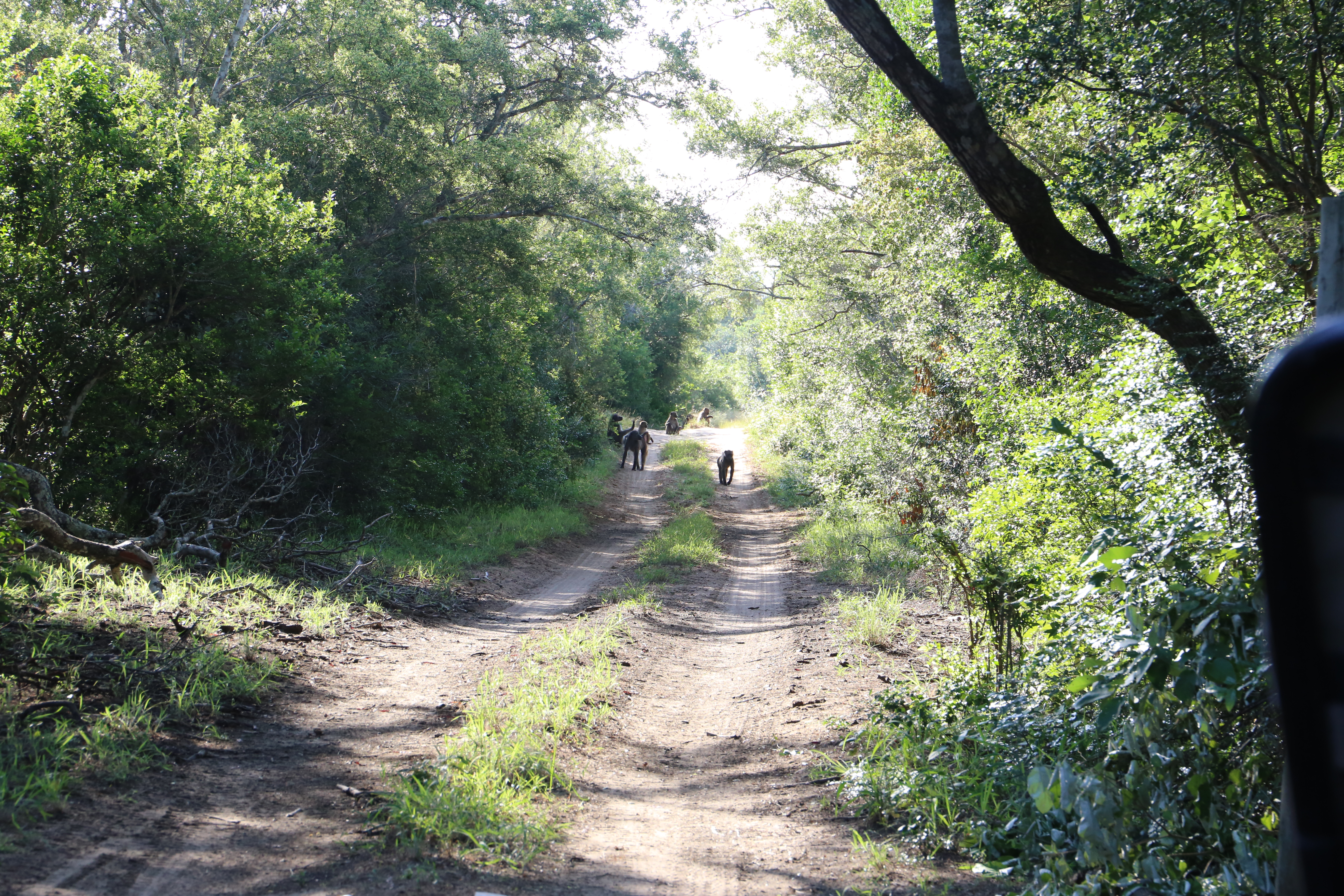 Baboons on the Road